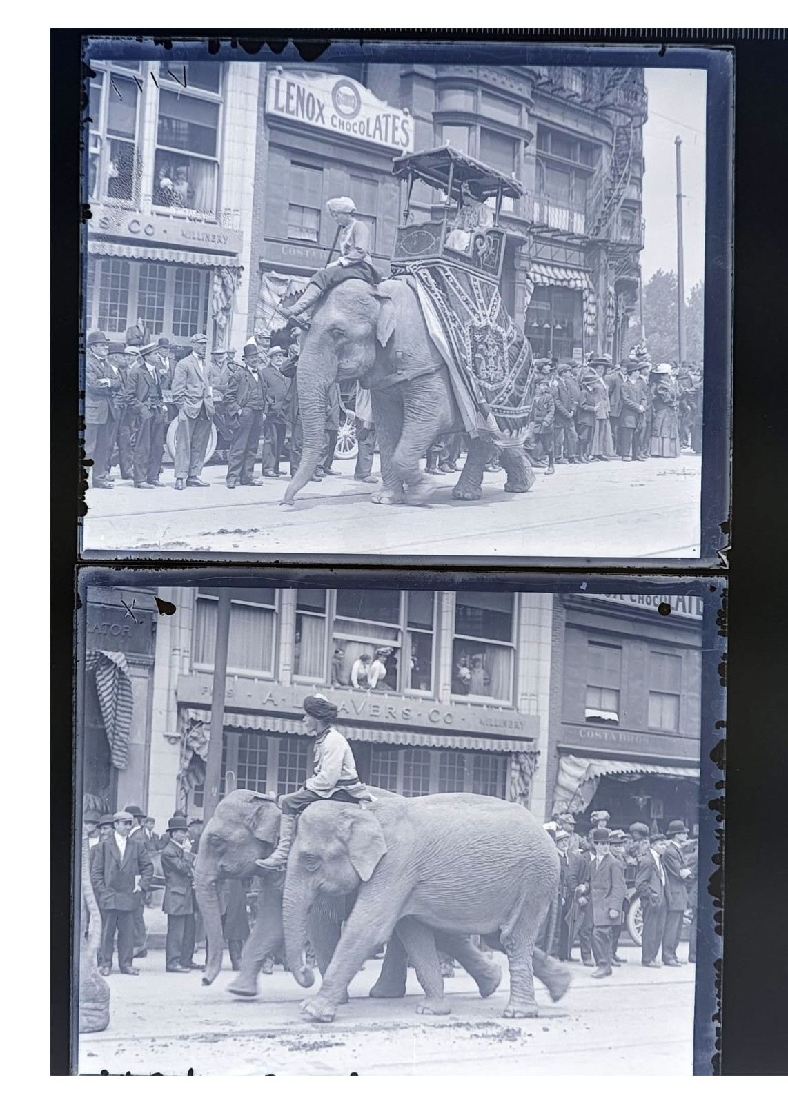 1915 Circus Street Parade Elephants Howdah Necco Glass Negatives (2) OOAK
