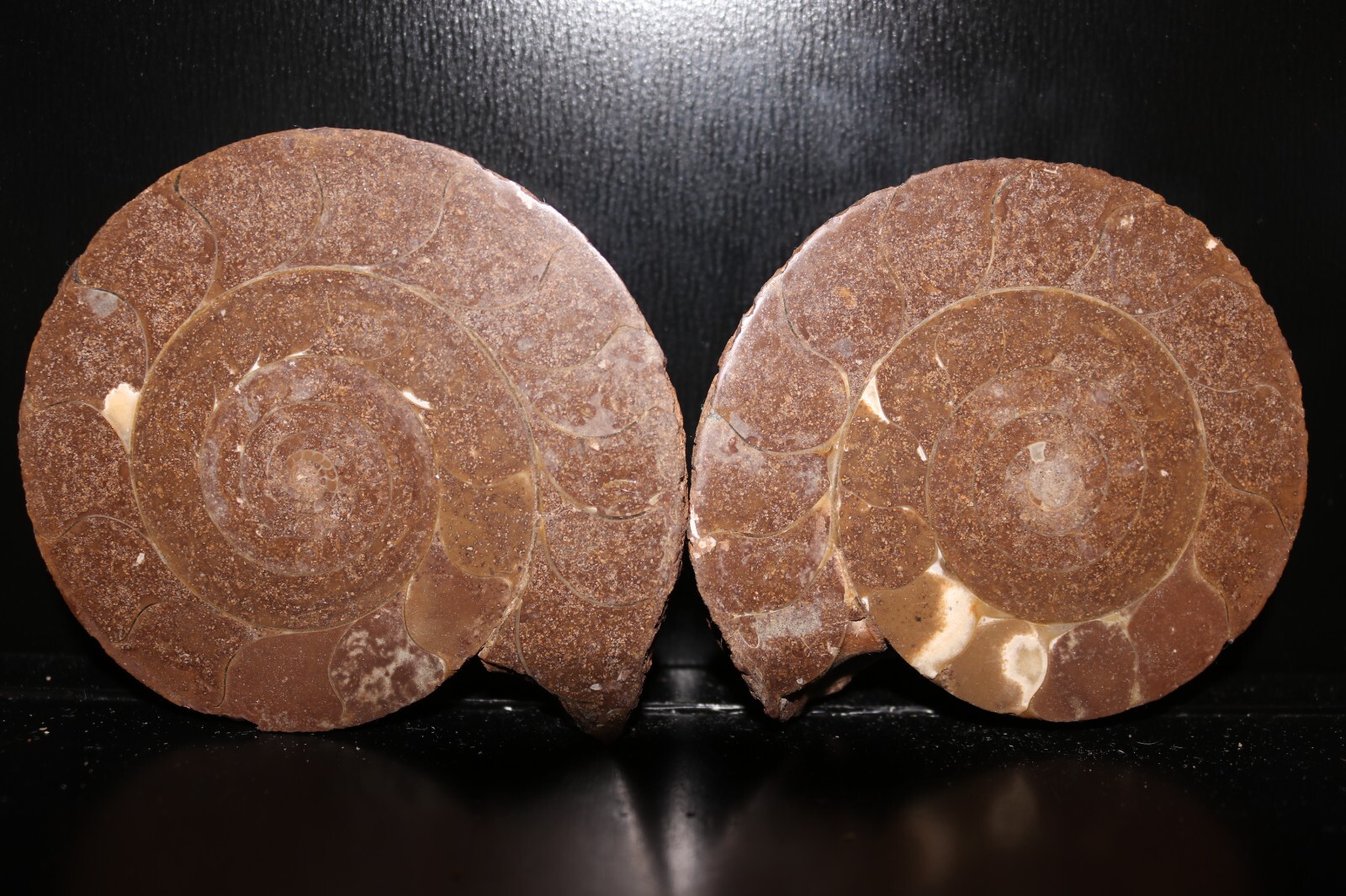 Split Timor Ammonite Pair 3 1/2