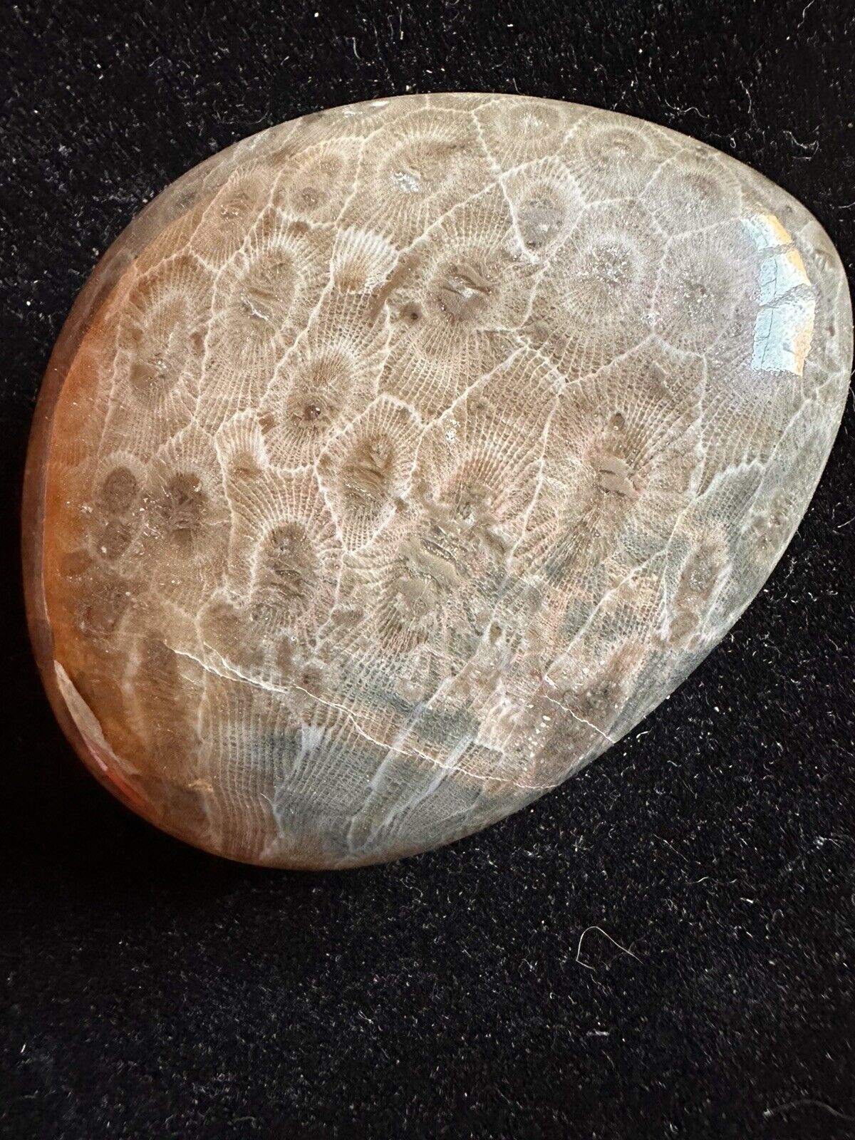 Hand polished Petoskey Stone,Rare Pink/blueSemi precious, treasure, gift, fossil