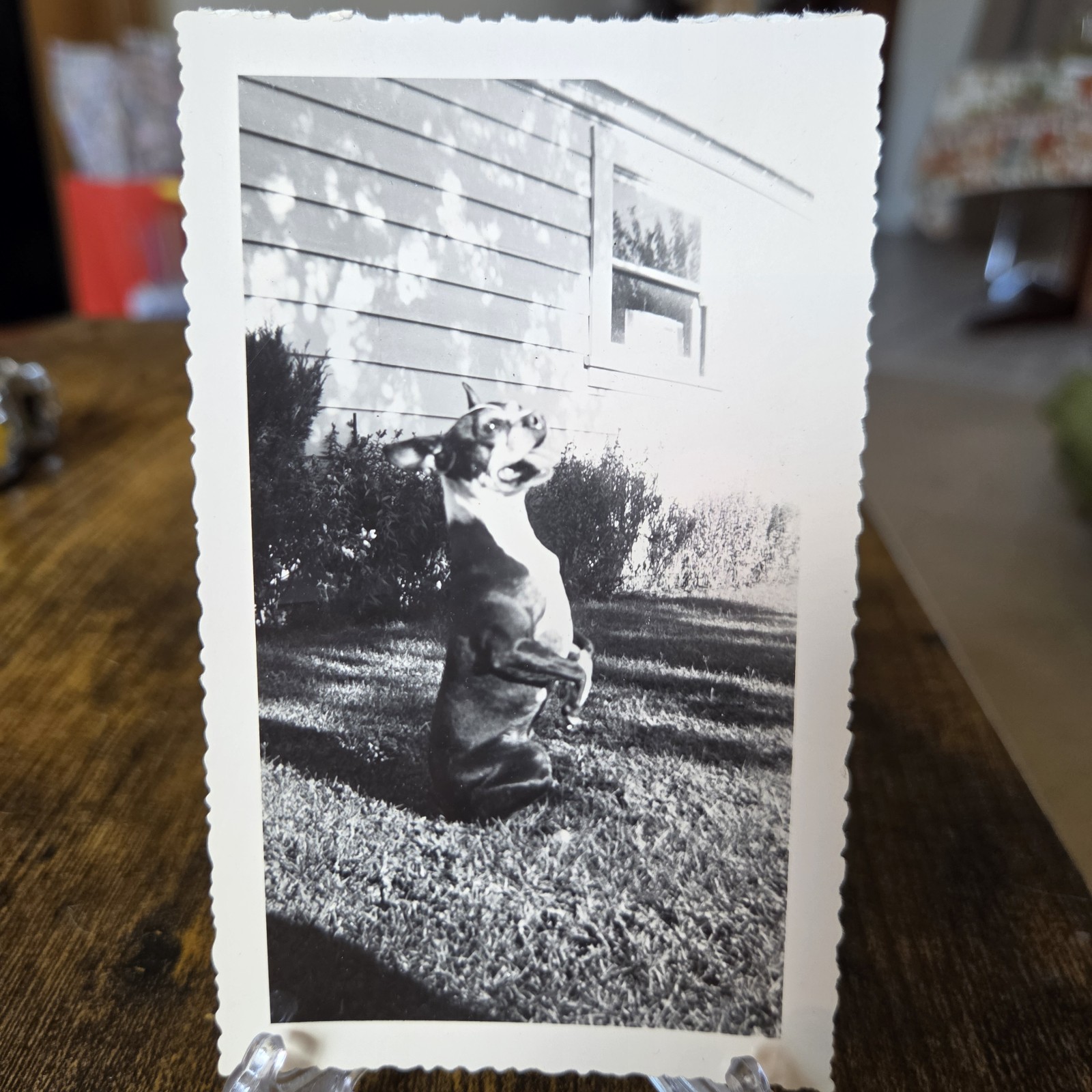 Vintage 1950s Boston Terrier Dog Photo Portrait Snapshot 4x3in