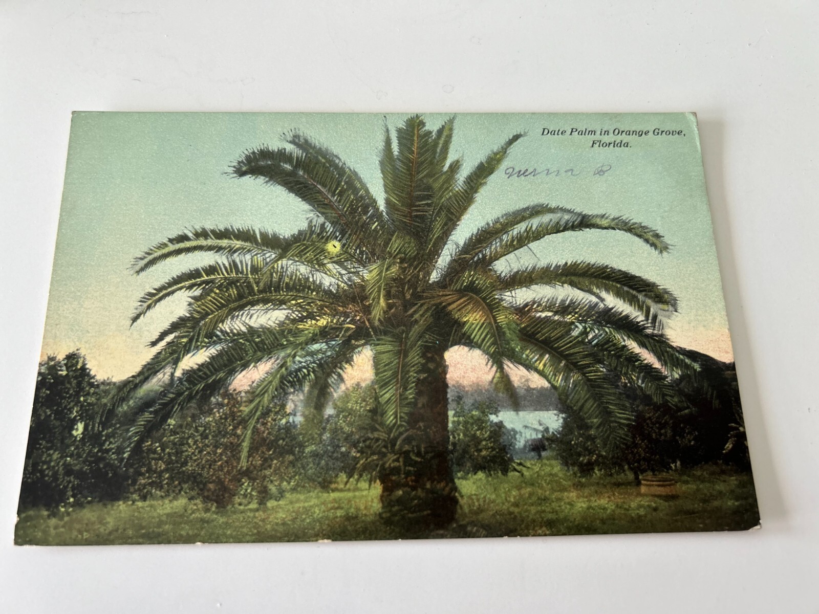 Date Palm in Orange Grove Florida Postcard