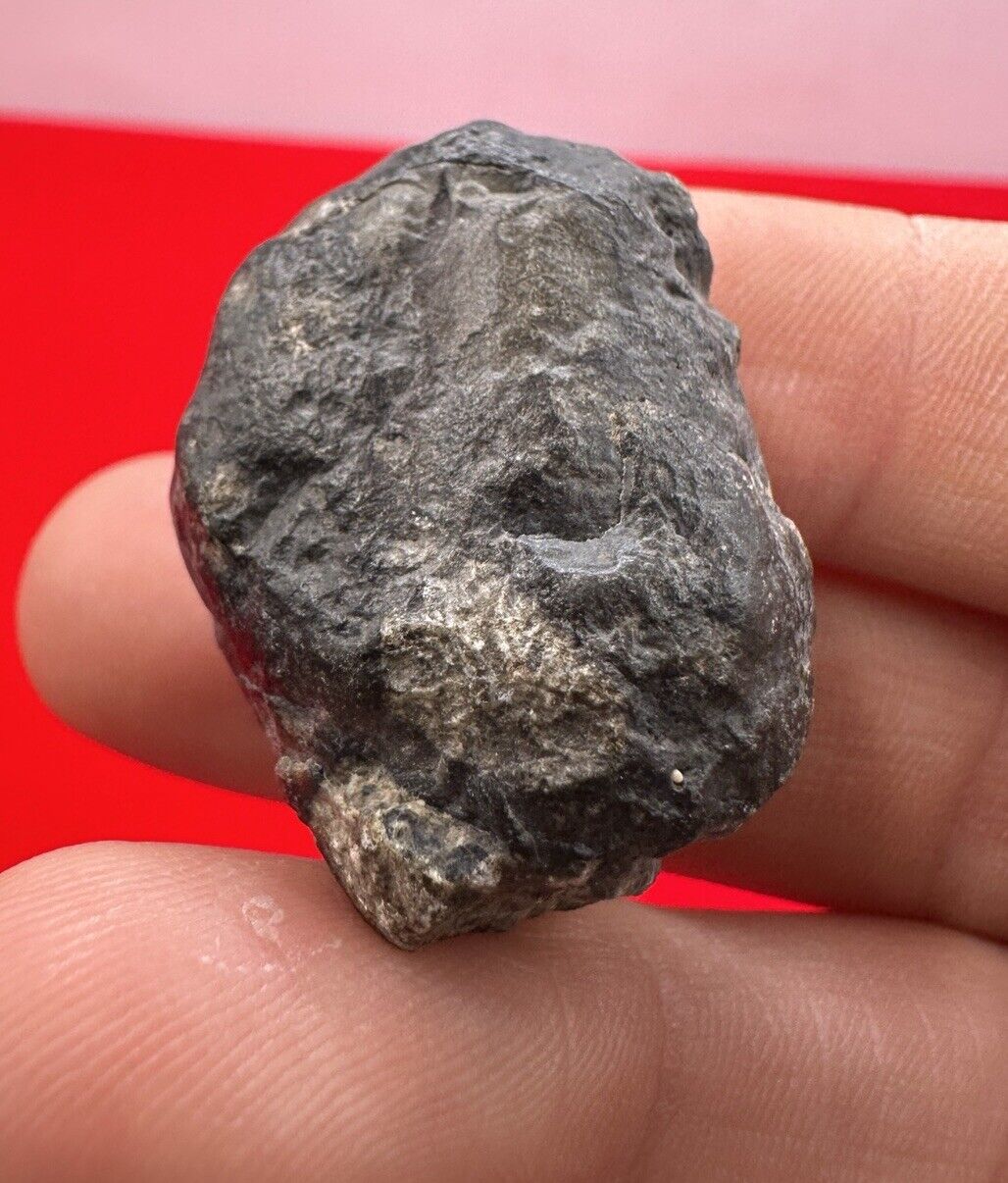 NWA 15923 Eucrite Meteorite, HED Anchondrite, Melt Breccia, COA, 21.93 Grams