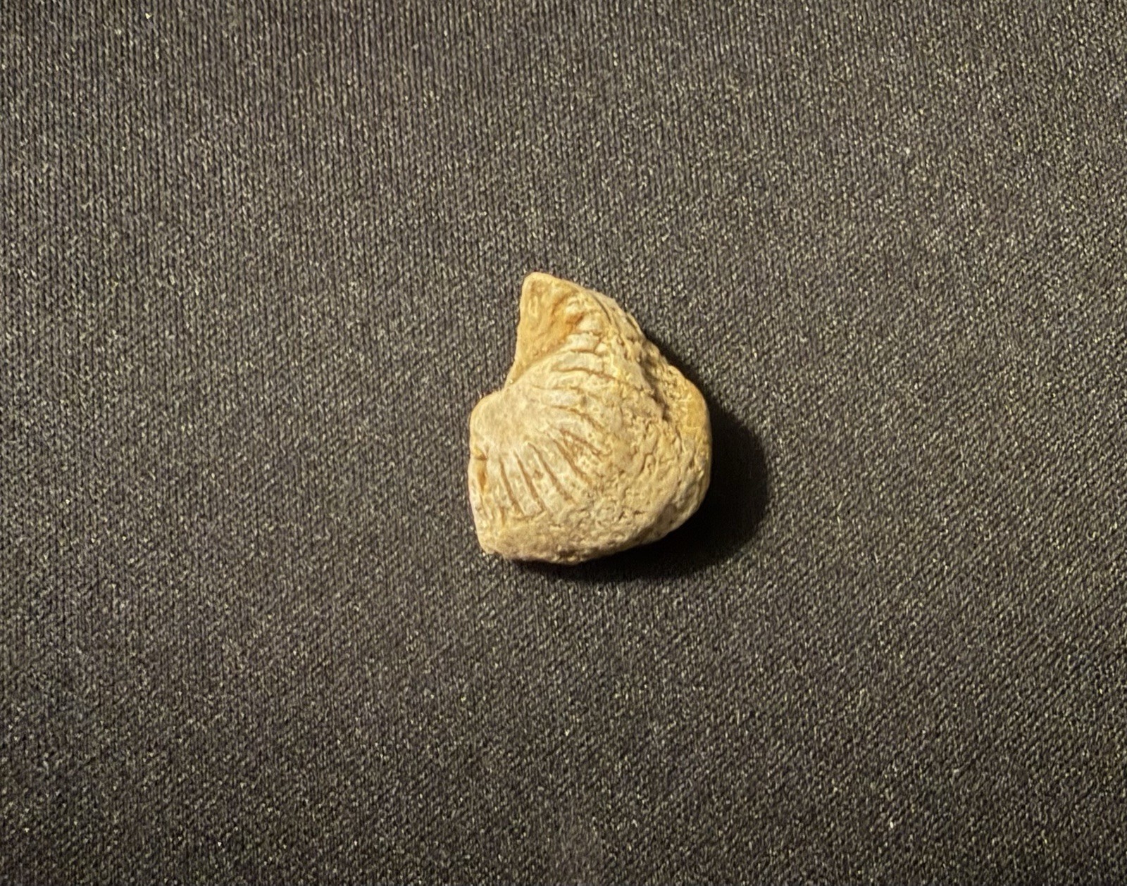 Small Round brachiopod fossil Small Round brachiopod fossil