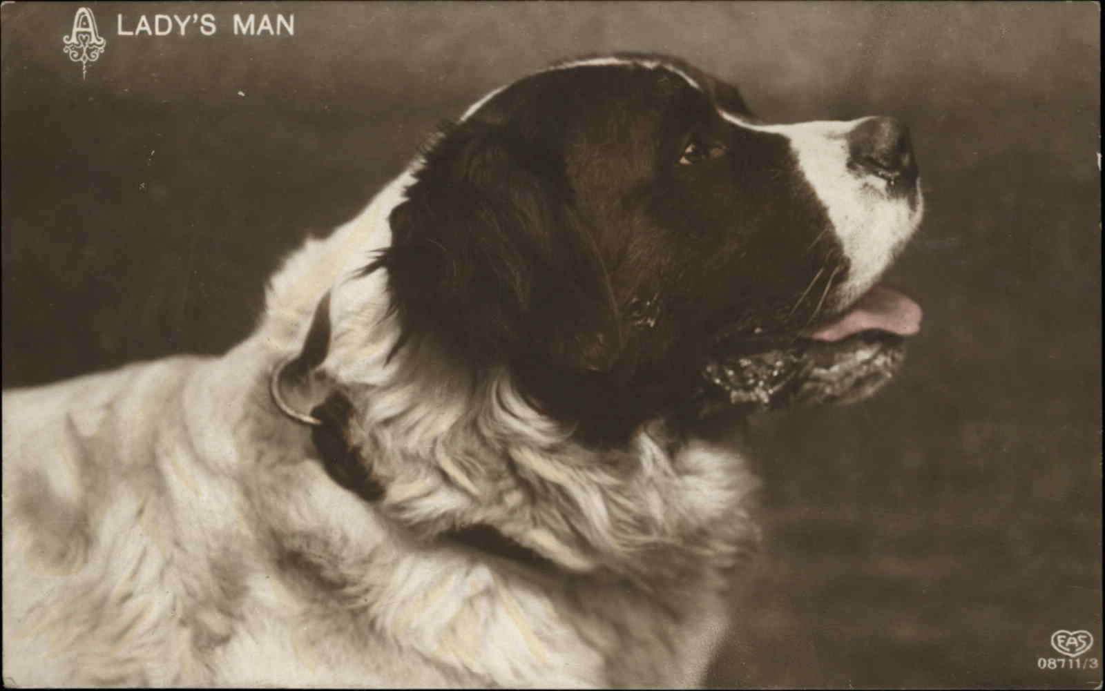 EAS Beautiful St Bernard Dog 