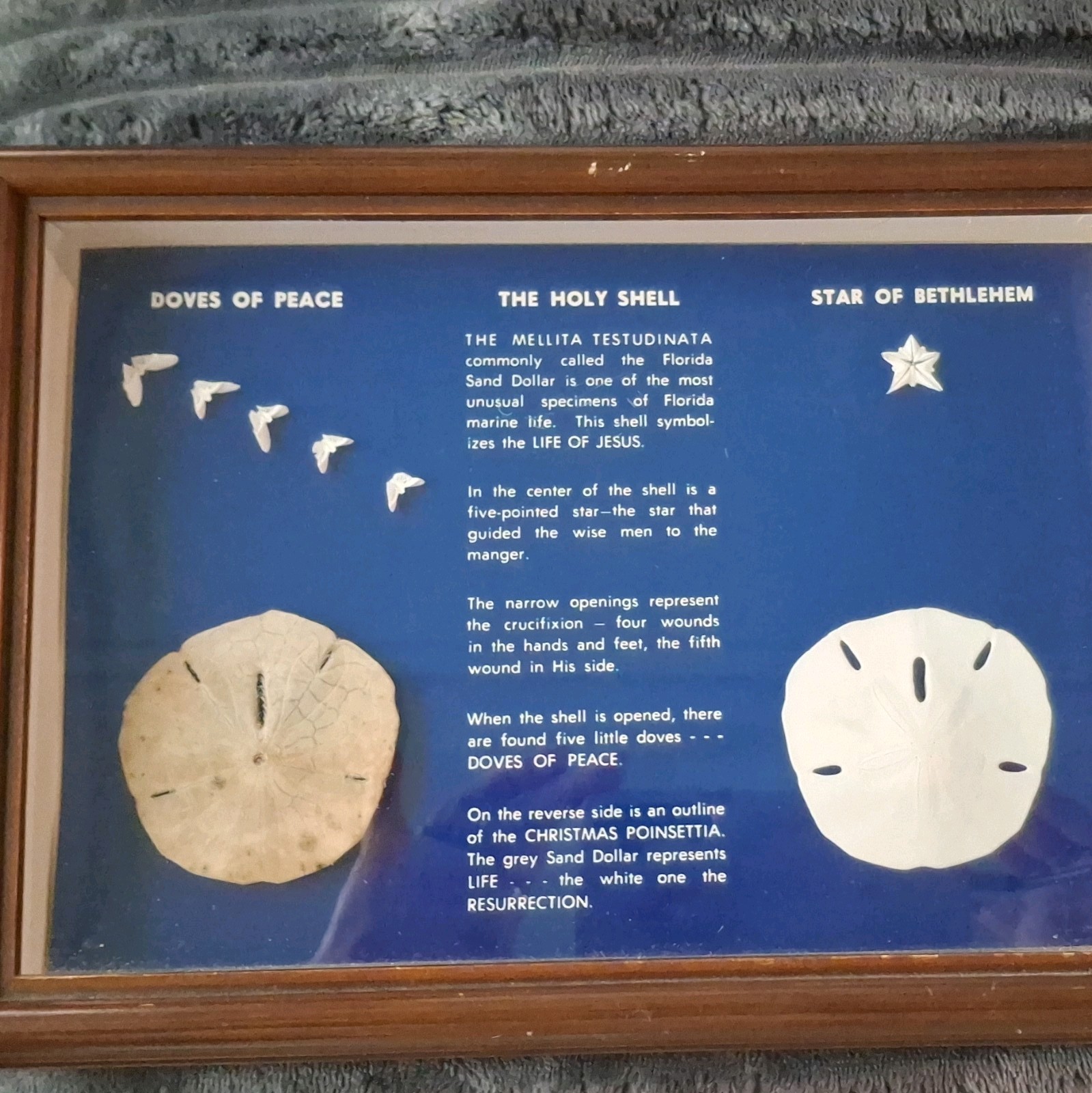 Vintage Framed The Holy Shell Sand Dollar Shadow Box Legend Art Christian Decor