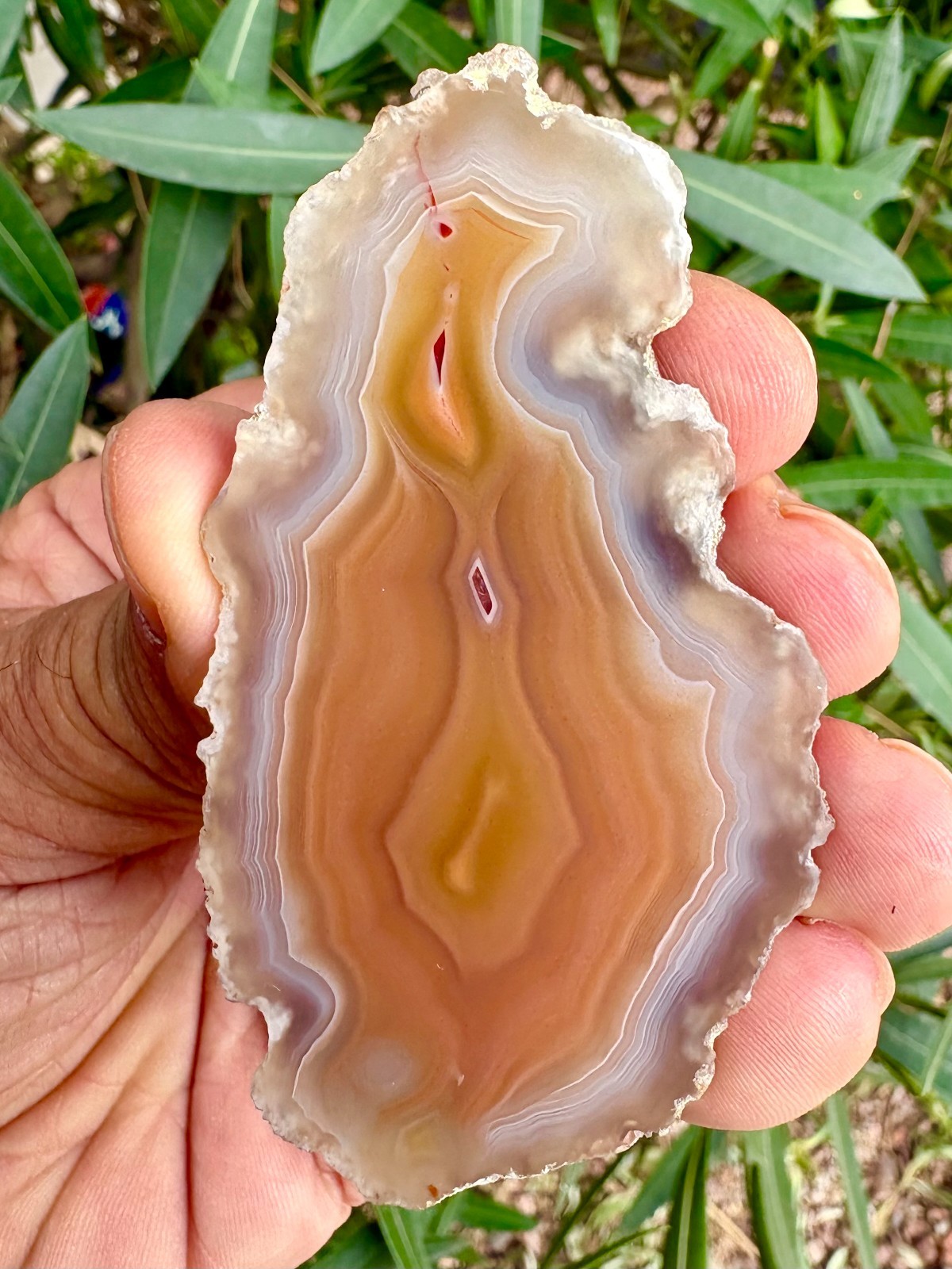 Polished Yellow / White / Translucent Laguna Agate - Chihuahua, Mexico Polished Yellow / White / Translucent Laguna Agate - Chihuahua, Mexico