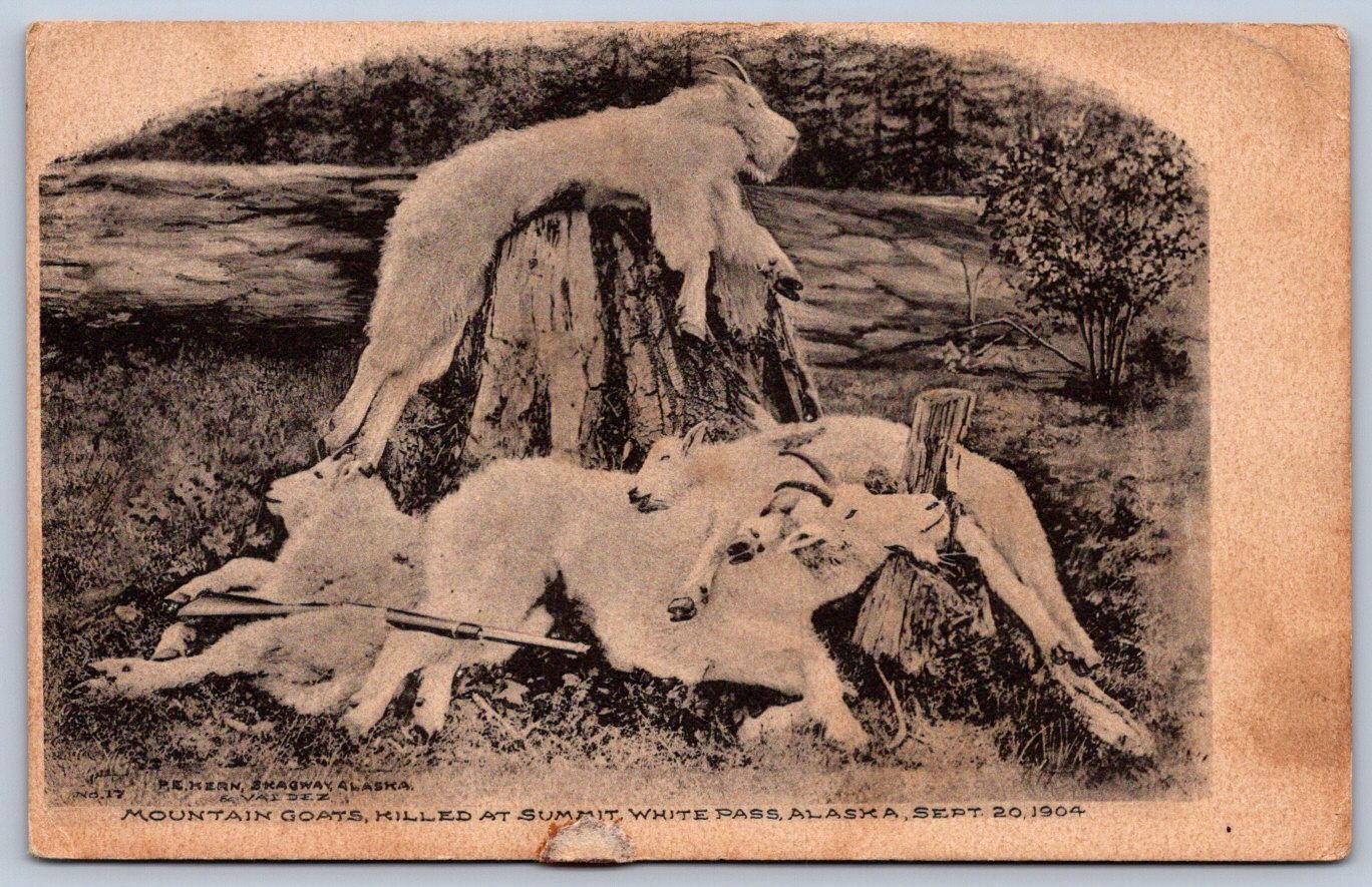 K62/ White Pass Alaska Postcard c1910 Mountain Goat Hunting Rifle 36 K62/ White Pass Alaska Postcard c1910 Mountain Goat Hunting Rifle 36