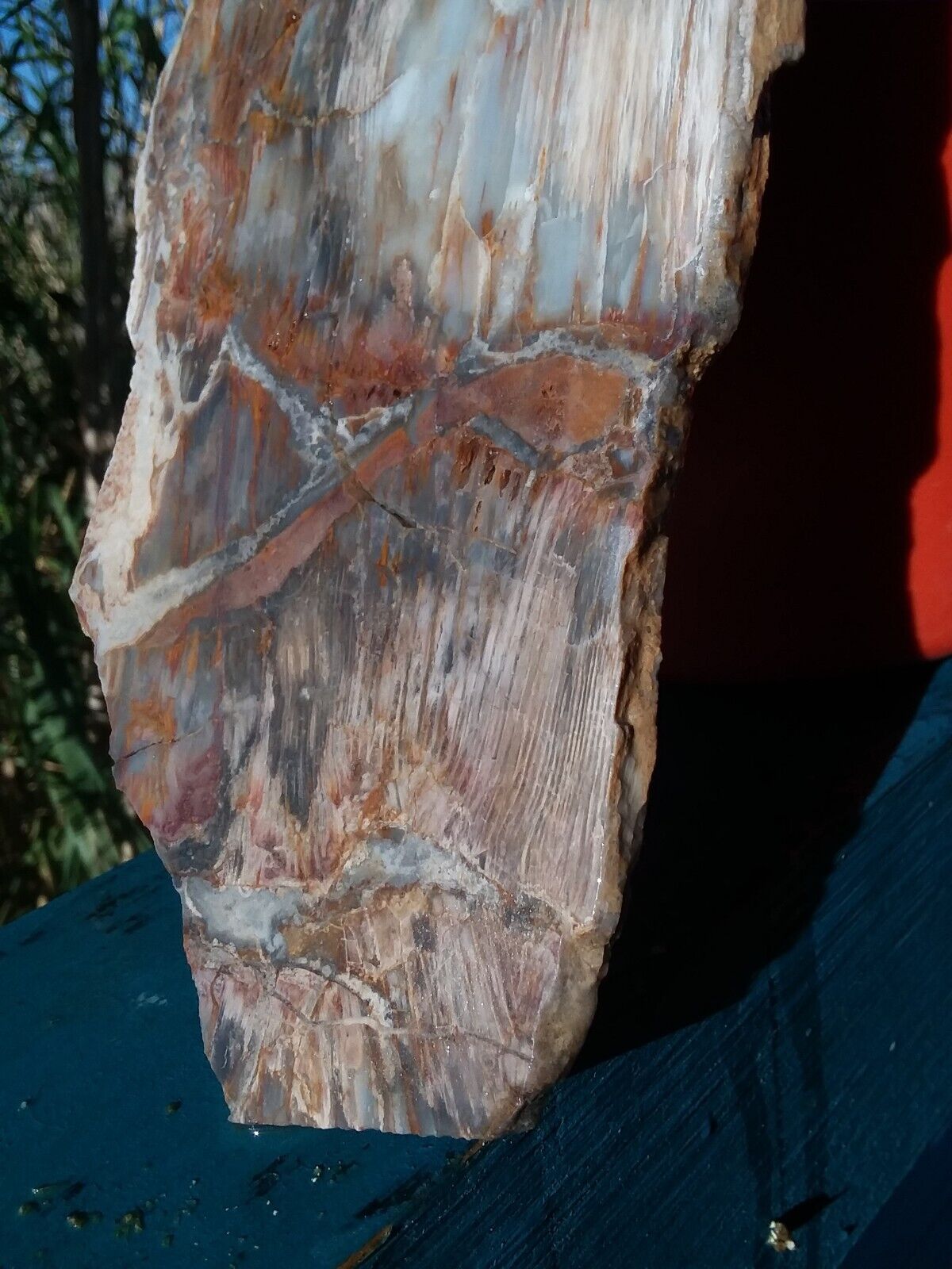 Lapidary Petrified Wood Slab Old Stock
