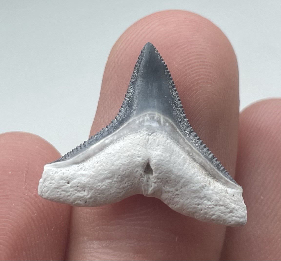 PERFECTLY PRESERVED BONE VALLEY BULL SHARK TOOTH FLORIDA FOSSIL .86”