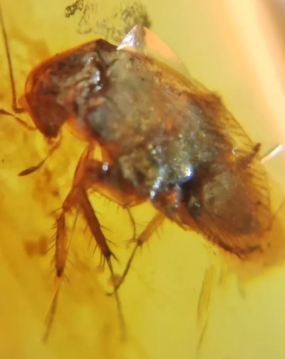 RARE Large Adult Roach In Bermese Amber