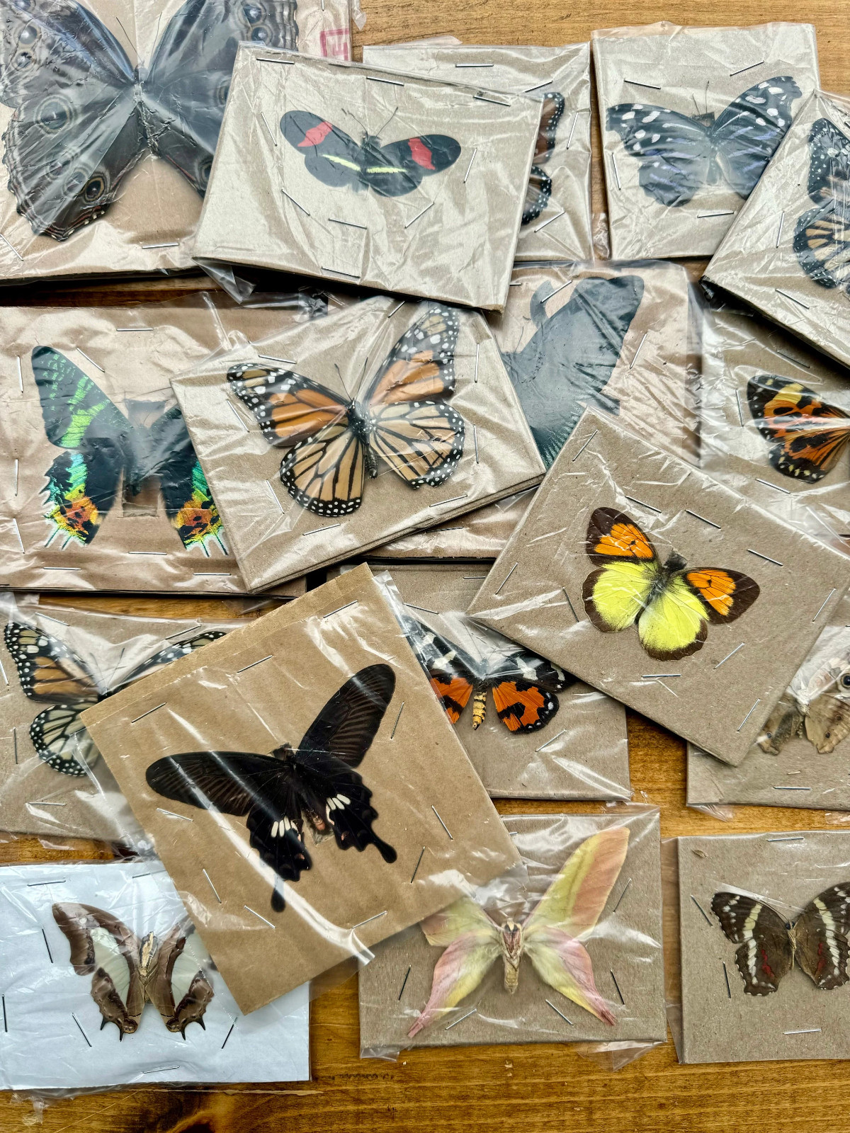 REAL Butterfly or Moth WINGS SPREAD open, Mixed Random Selection
