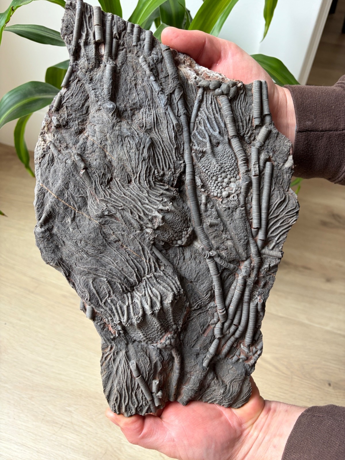 RARE Museum Quality Crinoid Scyphocrinites (Sea Lily) Fossil Plate - 14.5\