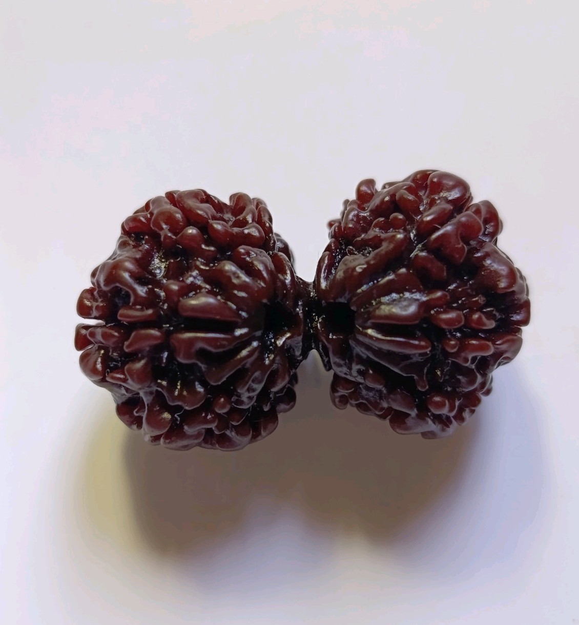 Gauri Shankar 10 Mukhi Rudraksha from Nepal - 36mm Large