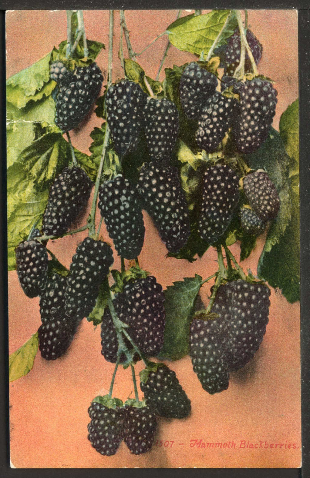 ca.1910 Mammoth Blackberries Fruit Vintage Mitchell 1507 Postcard A1979