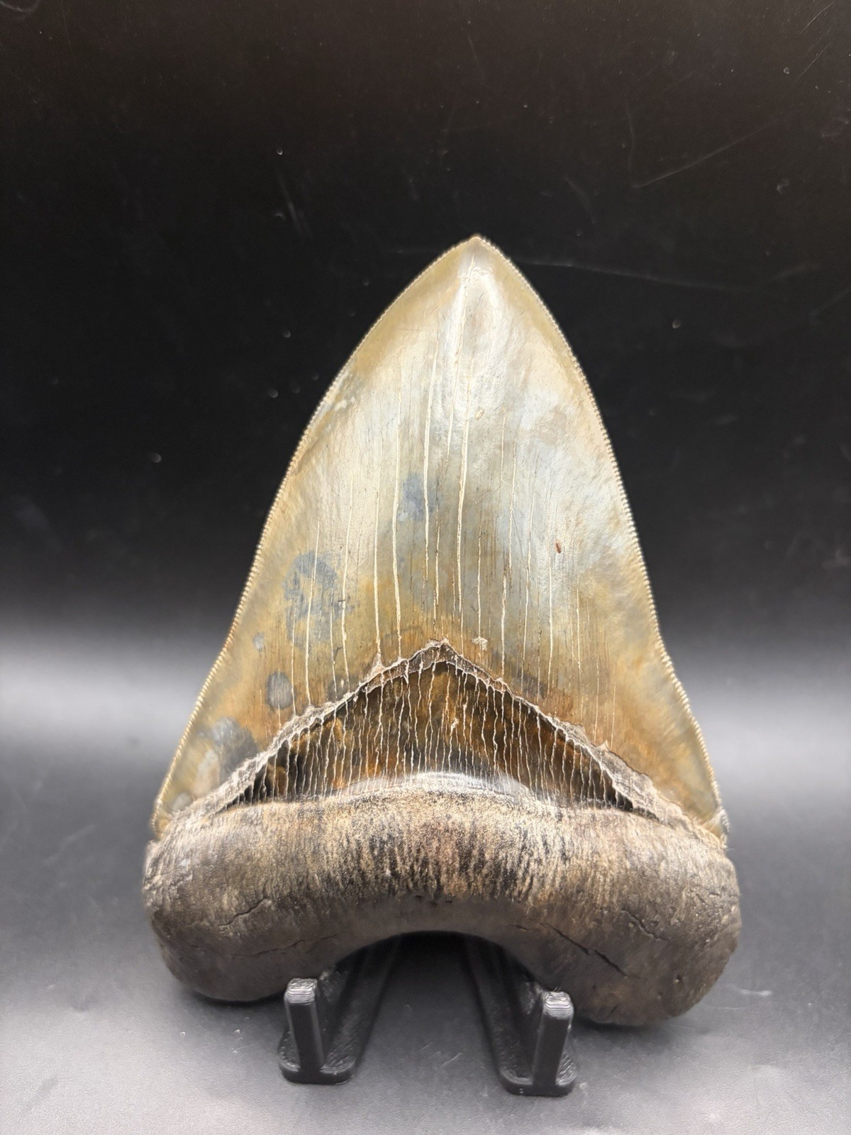 Highest Quality Megalodon Tooth On eBay - 5.80” Top Collector Grade 