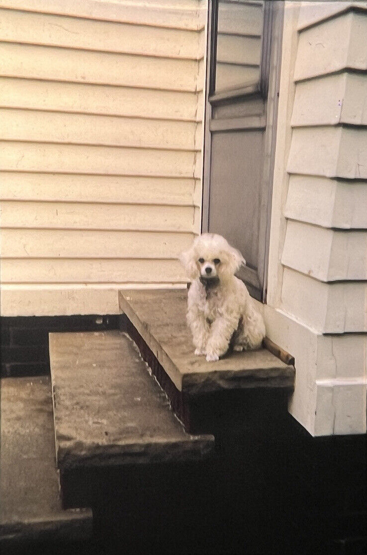 Vintage Photo Slide 1972 Toy Poodle Dog White