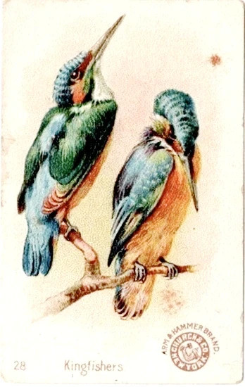 1898 J2 #28 Kingfishers, Series 2, New Series Beautiful Birds, Arm & Hammer Soda