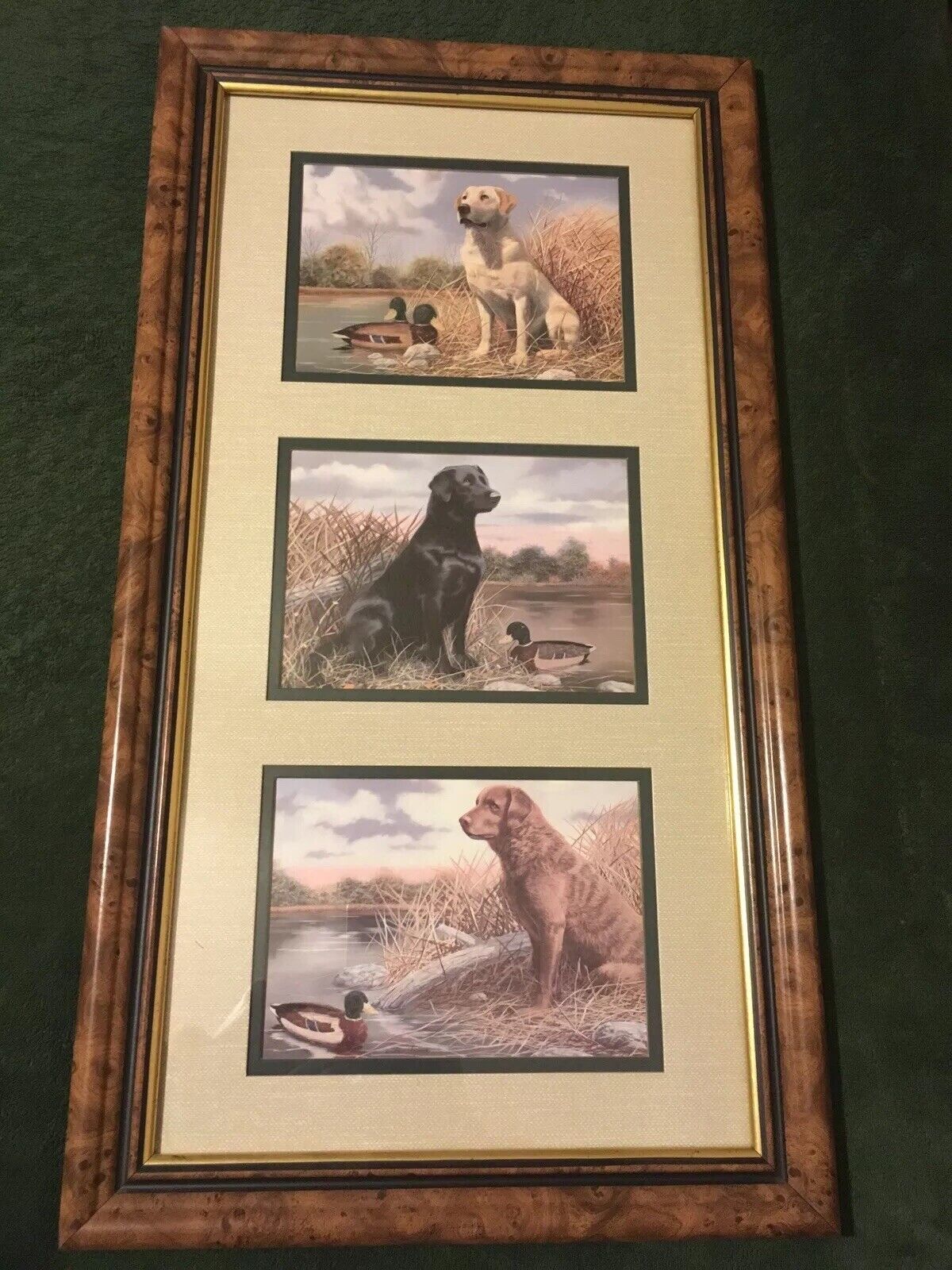 Black Lab, Yello Lab, Chocolate Lab, dogs duck hunting by Andrew Chapman NICE