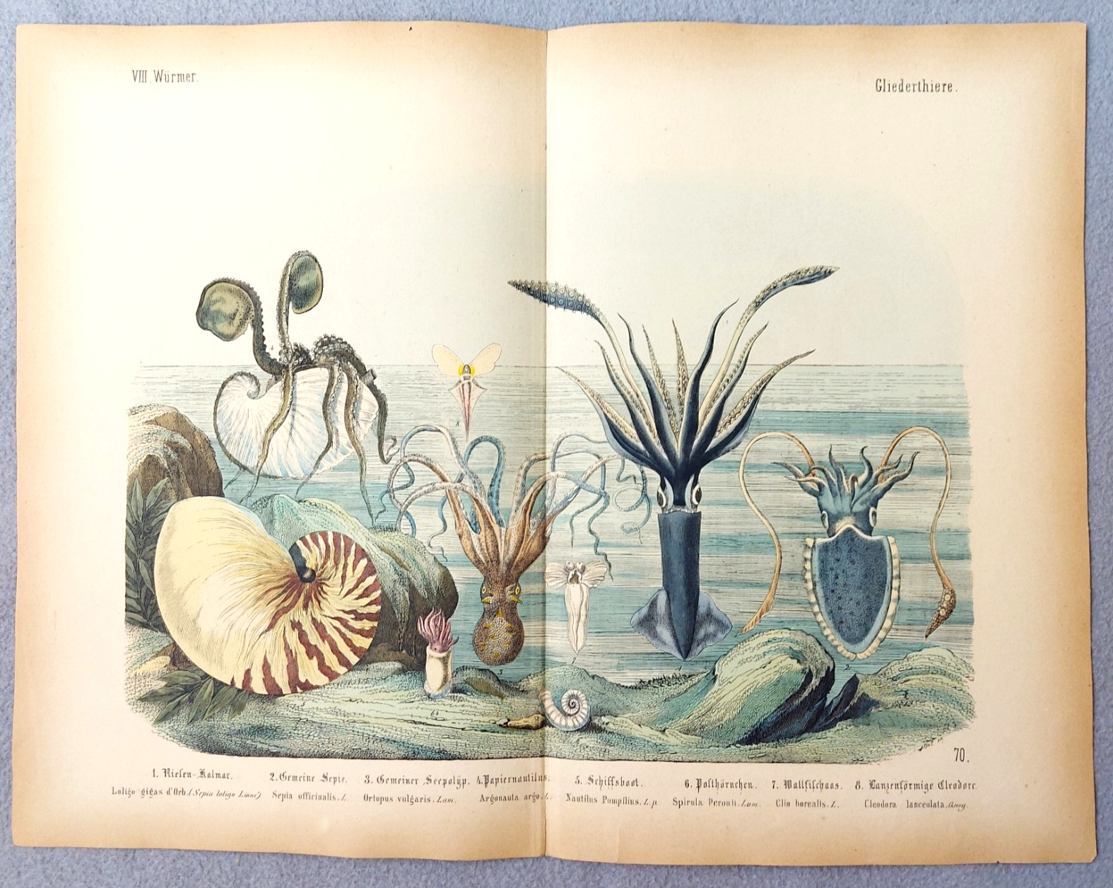 Antique Squid Octopus Nautilus Color Lithograph Marine Life Art Print c1890