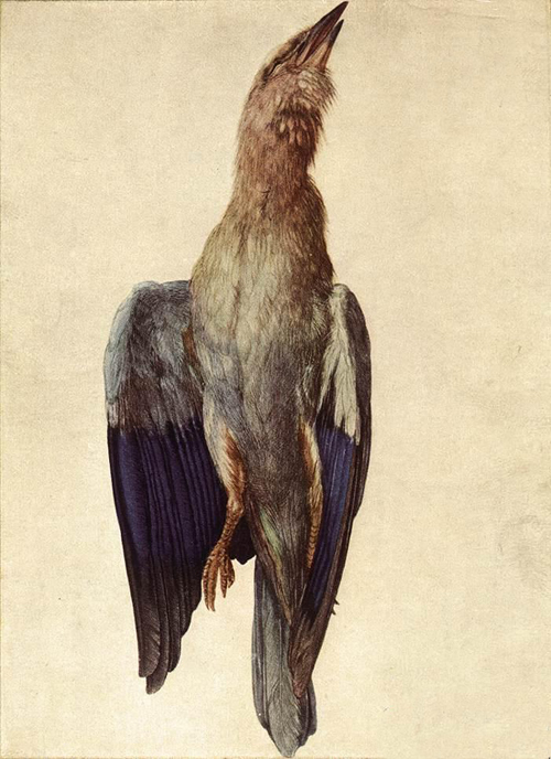 Nice Oil painting Albrecht Durer still life Dead Bluebird canvas hand painted