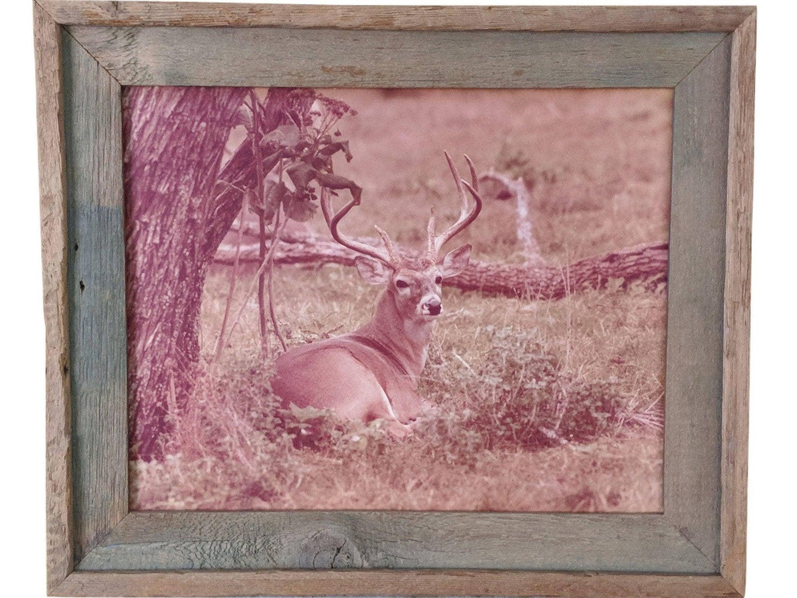 1970\'s Don K. Langson Wildlife Texas Buck Frontier Photograph 16\