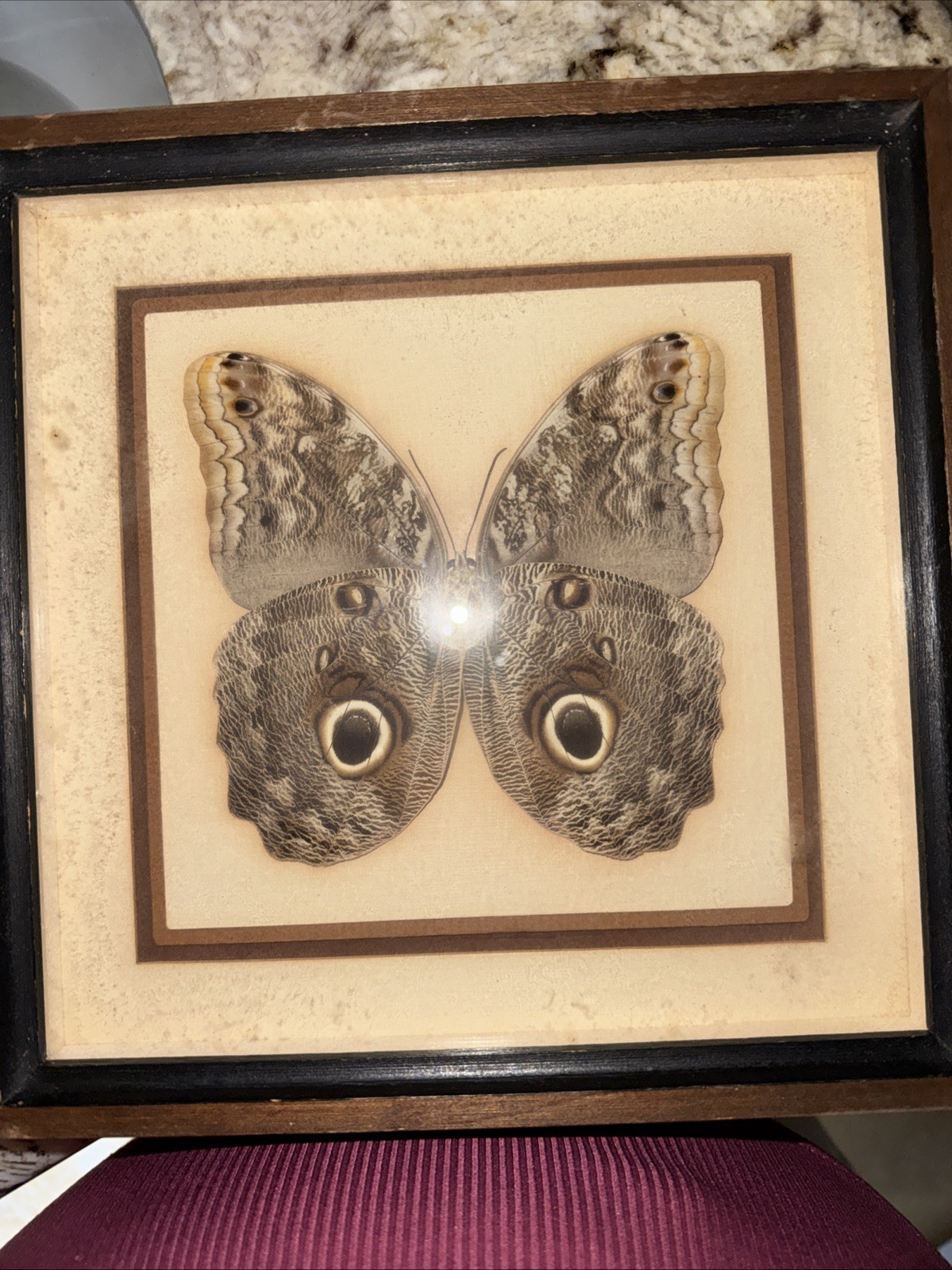 Vintage Caligo Brasiliensis Brazil taxidermy shadow box 