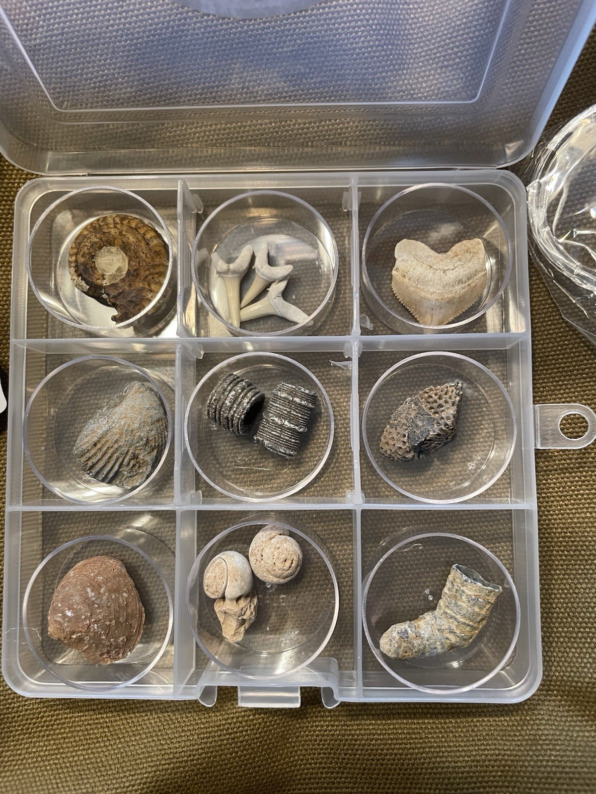 Beginner Ancient Fossil Set 9 Real specimens + Magnifying Glass And Stickers