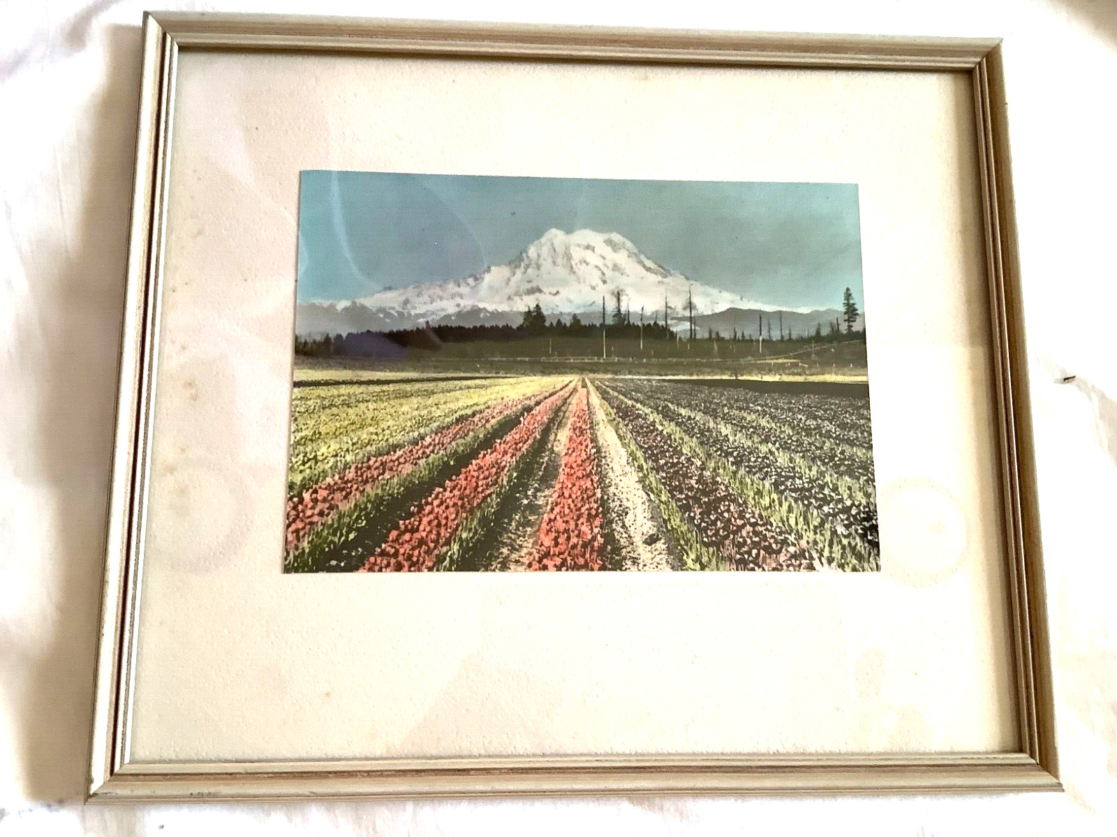 Vintage color photo Mt Rainier field of tulips framed