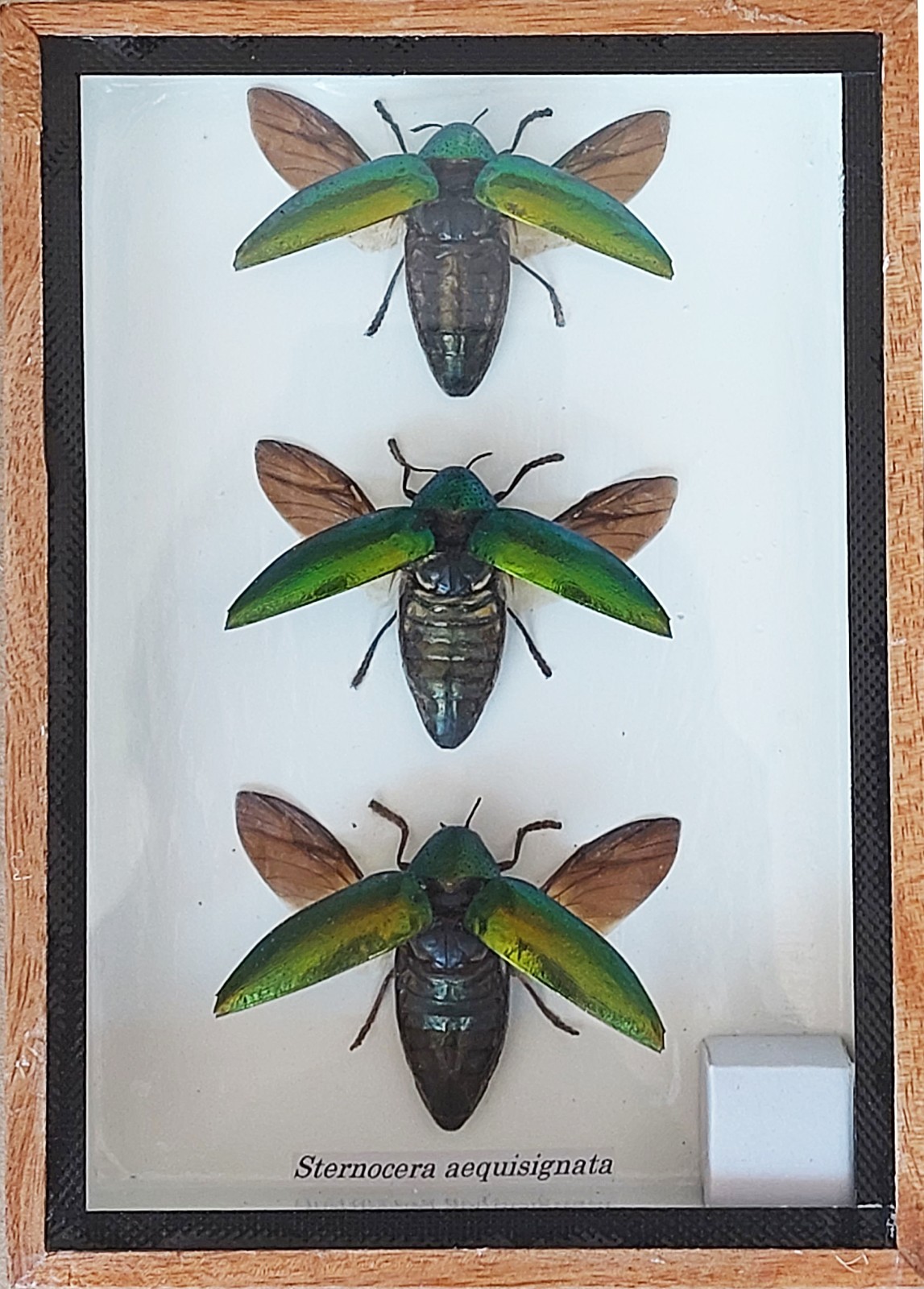 3 Real Jewel Beetles Sternocera Aequisignata Insect Taxidermy  In Wooden Box