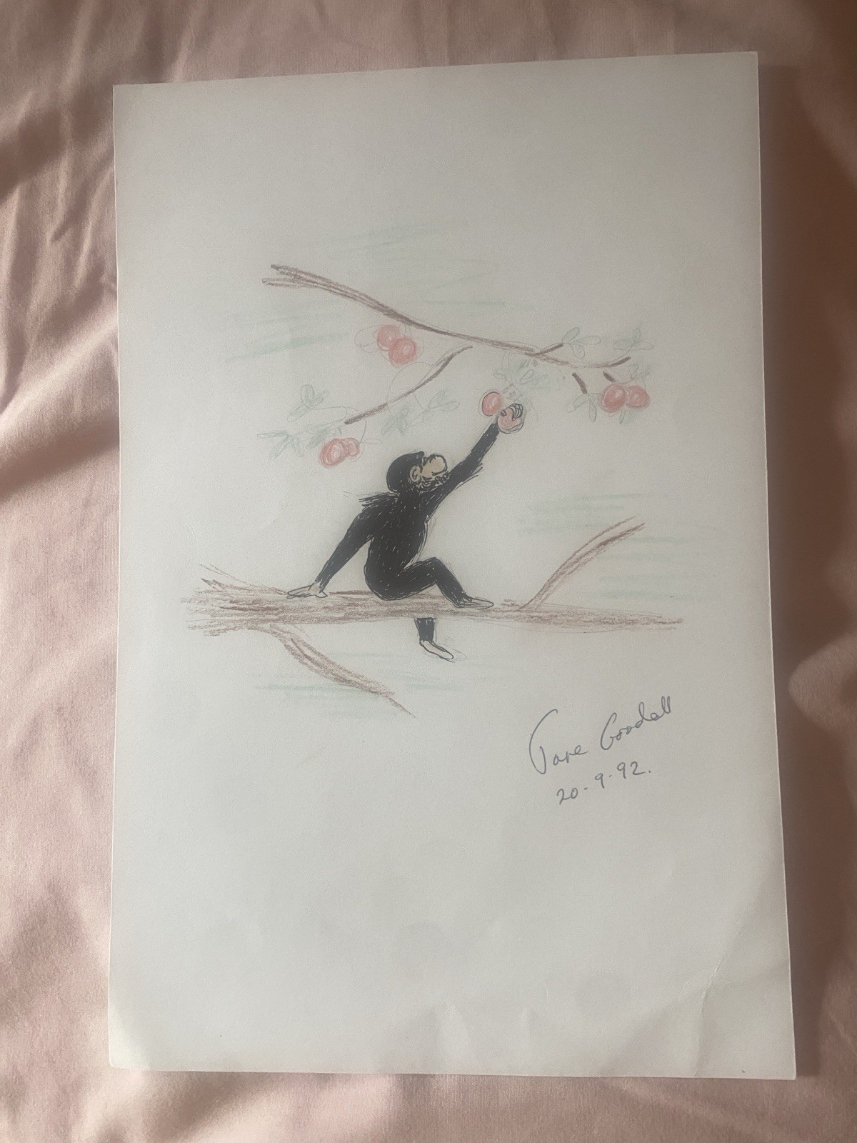JANE GOODALL HAND SIGNED AUTOGRAPH 7 X 9 ORIGINAL DRAWING WITH ~COA CHIMPANZEE