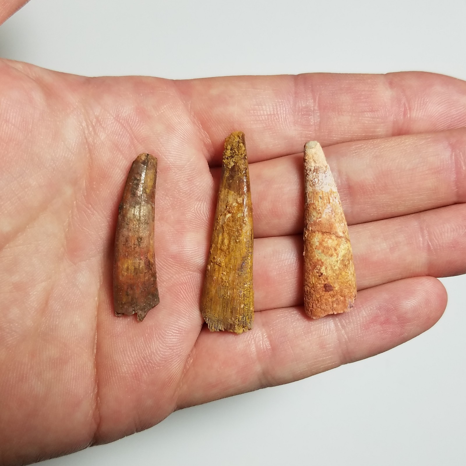 3 Massive Pterosaur Teeth Spinosaurus Carcharodontosaurus Cretaceous Dinosaur