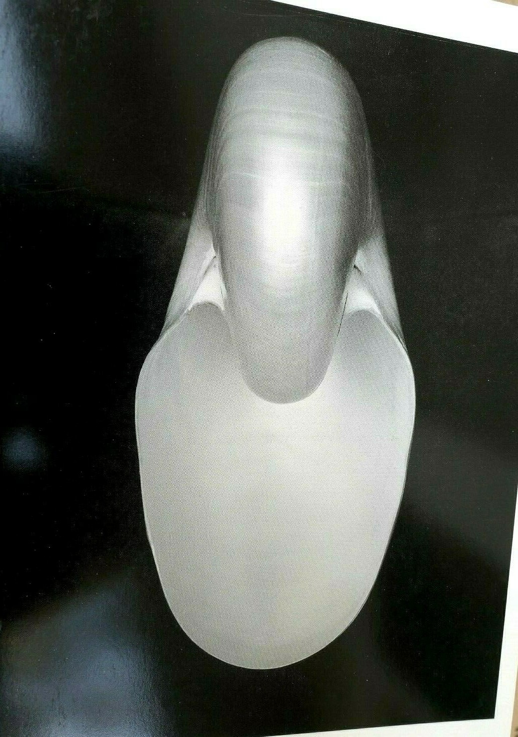 Shells 1927 1-S Photograph by Edward Weston greeting card unposted W-001-75 Shells 1927 1-S Photograph by Edward Weston greeting card unposted W-001-75