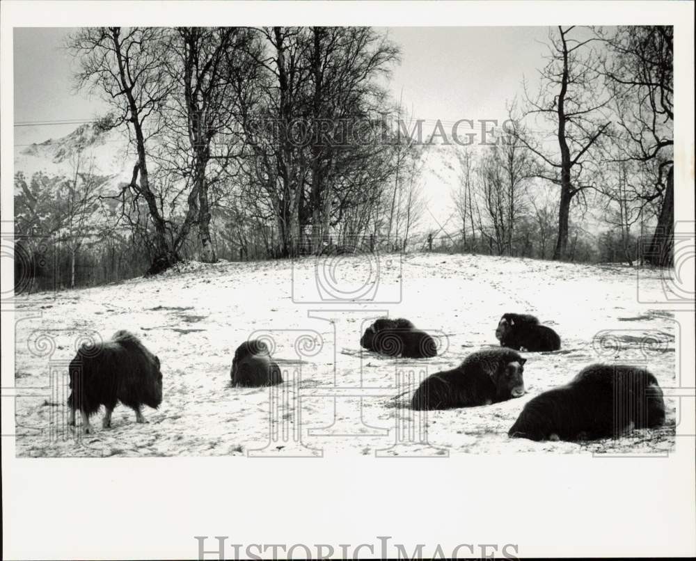 1988 Press Photo Musk Ox on Farm Near Palmer, Off Glenn Highway - lrb38400