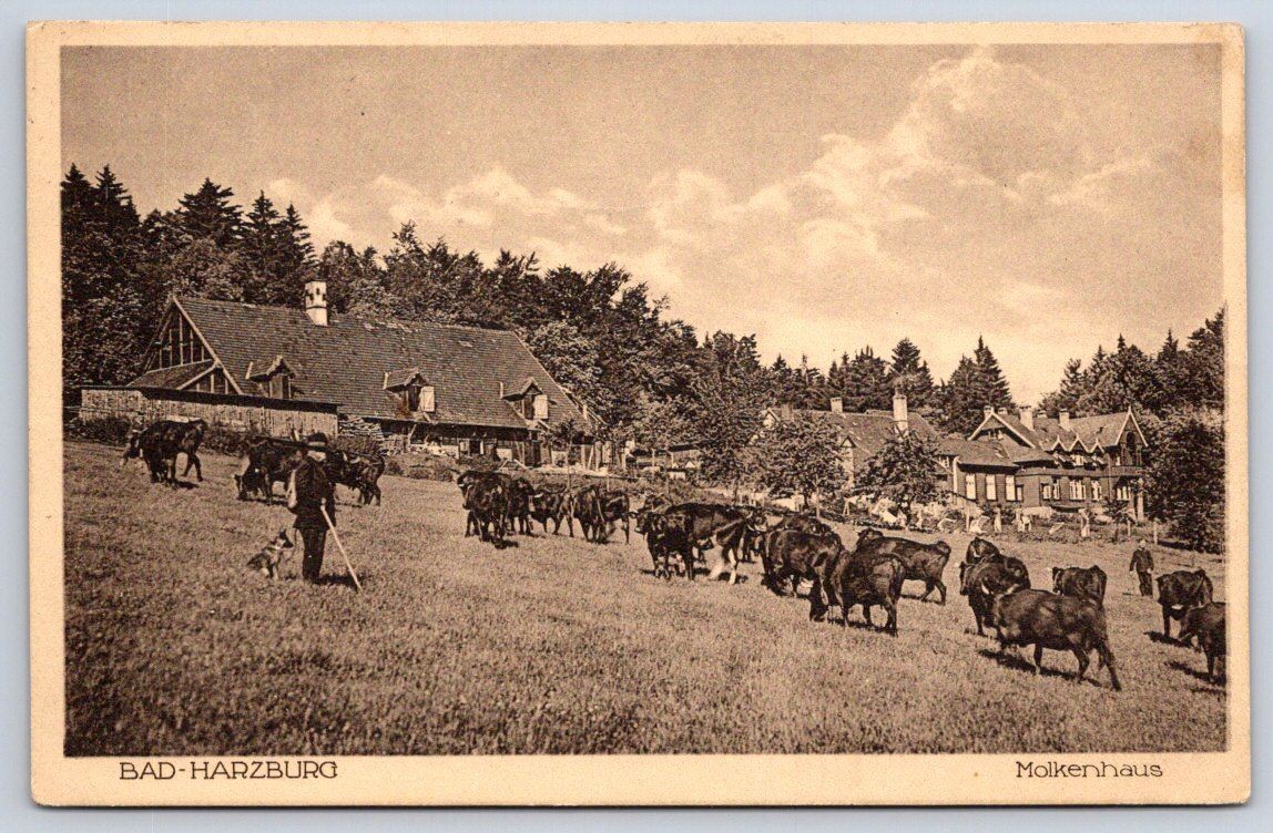 Antique Germany Postcard BAD HARZBURG Molkenhaus Cattle Herds 1938