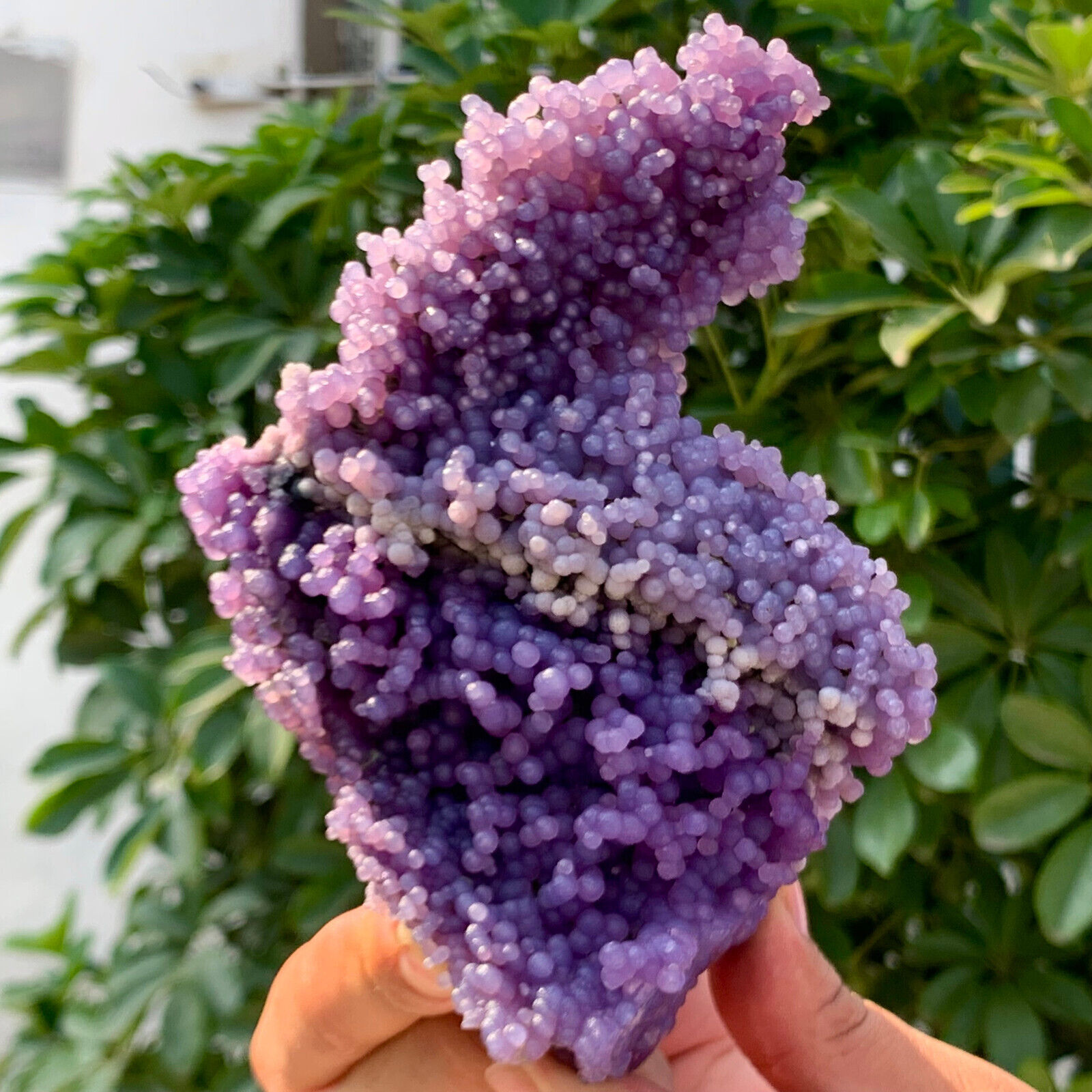 1.31LB Natural  Grape Agate Chalcedony Crystal Mineral Sample