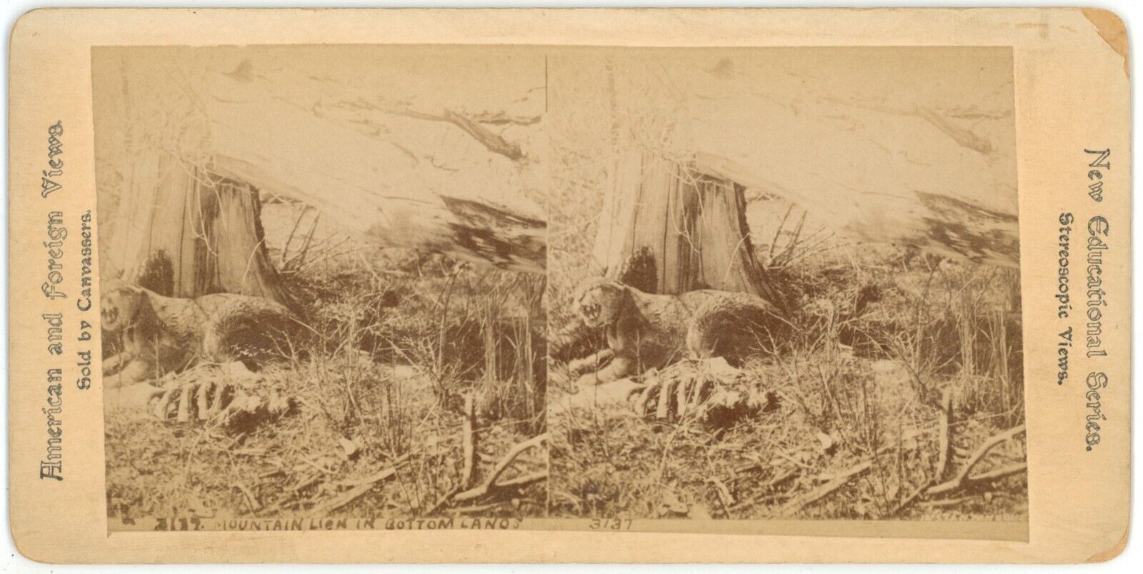 c1890\'s Rare Real Photo Stereoview Card #3137 Moutain Lion Growling in Brush