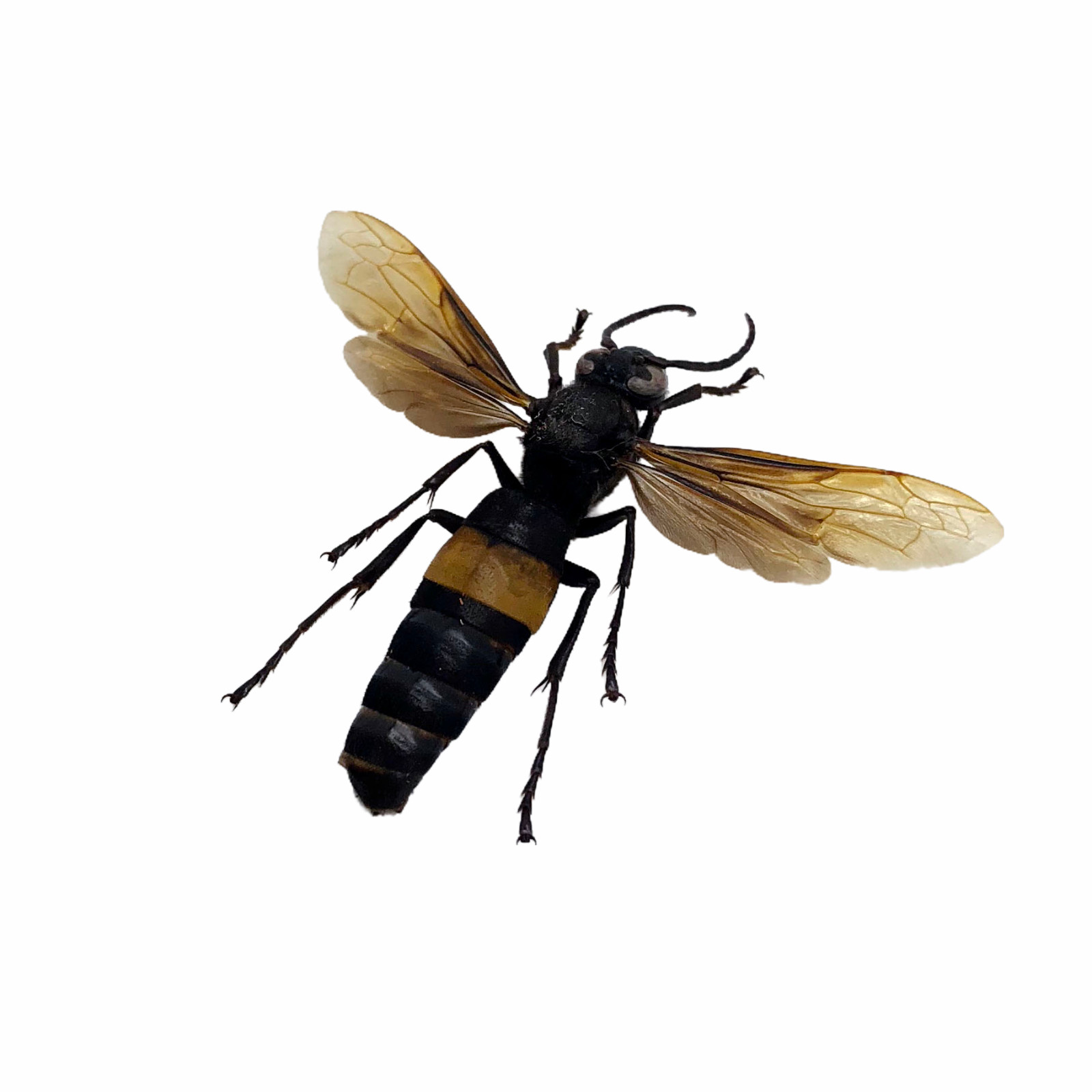 The Greater Banded Tiger Hornet Vespa tropica Insect