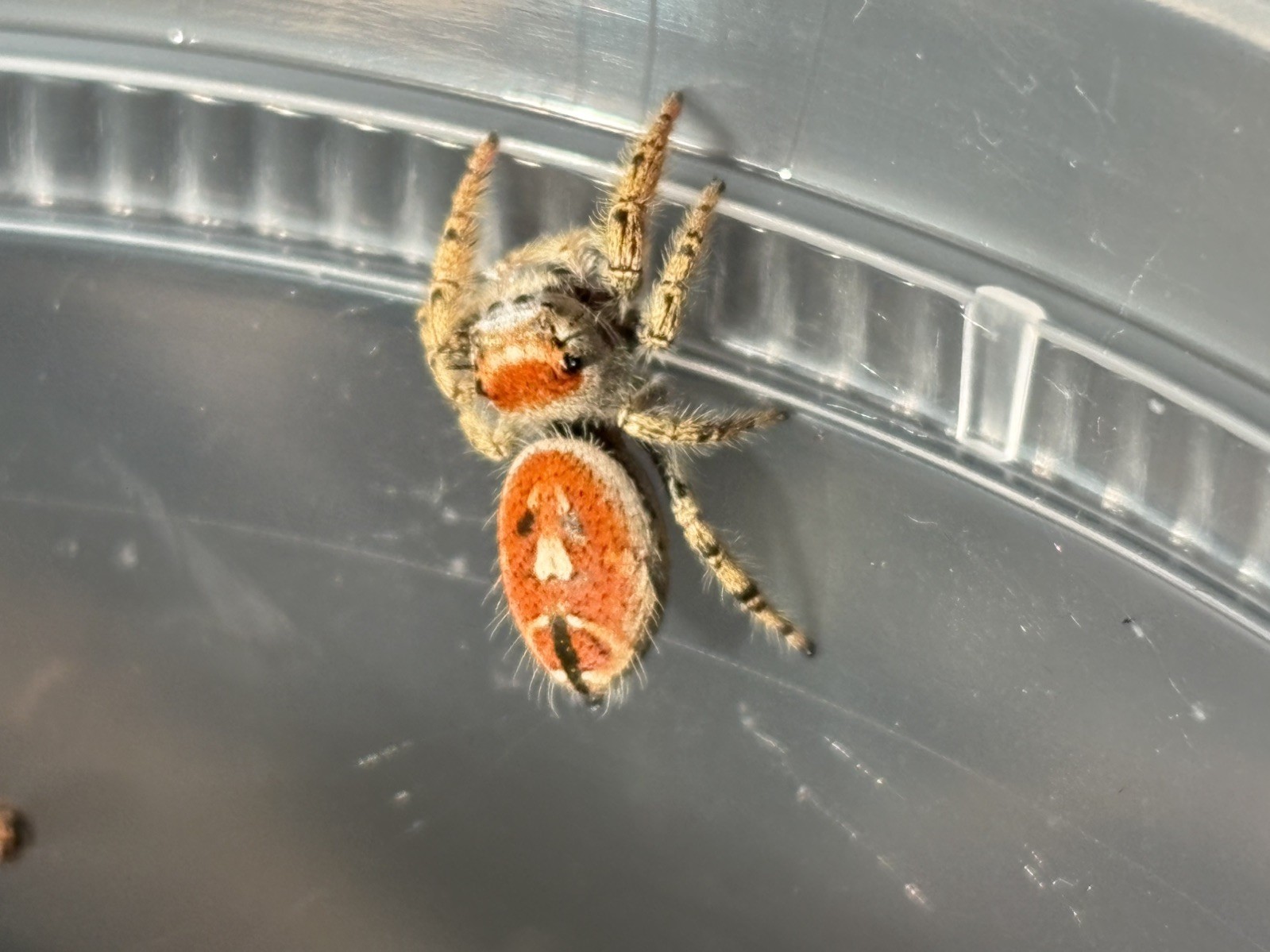 Live Pet Jumping Spider - i5-i8 Phidippus arizonensis