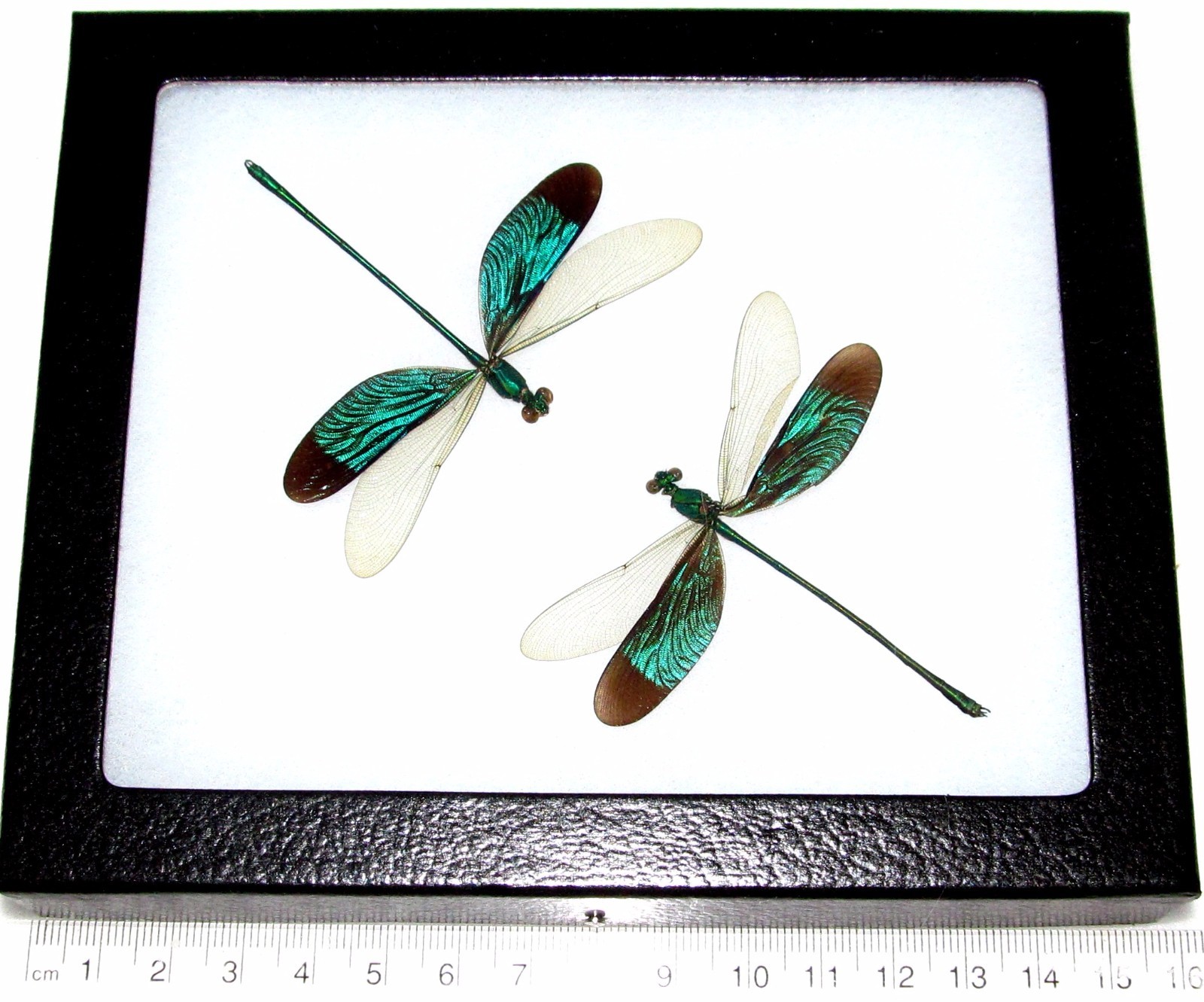 Neurobasis chinensis duo REAL FRAMED GREEN DRAGONFLY INDONESIA