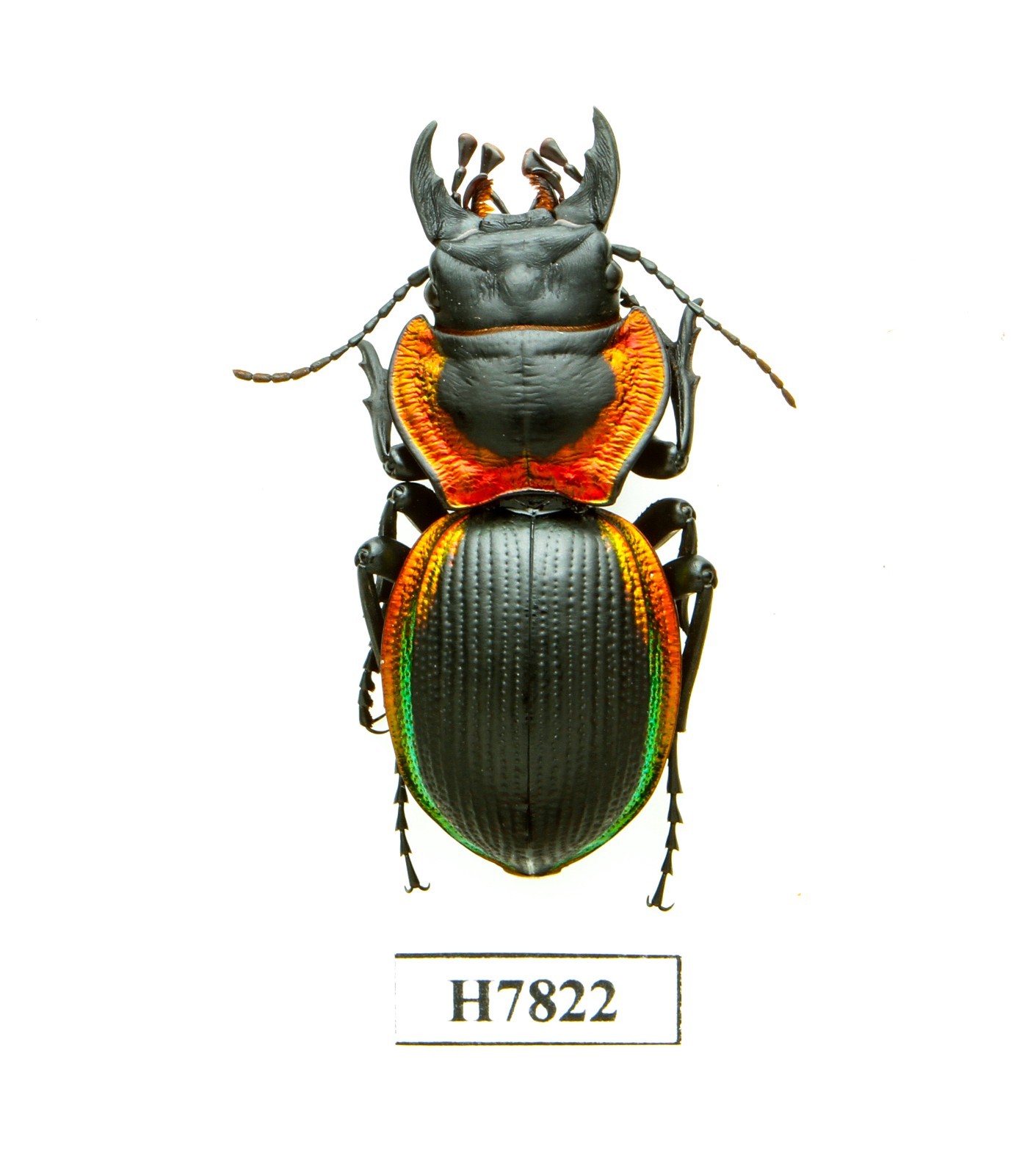 BEETLE, INSECT - H7822. Carabidae: Mouhotia sp.- 41.5MM, VIETNAM