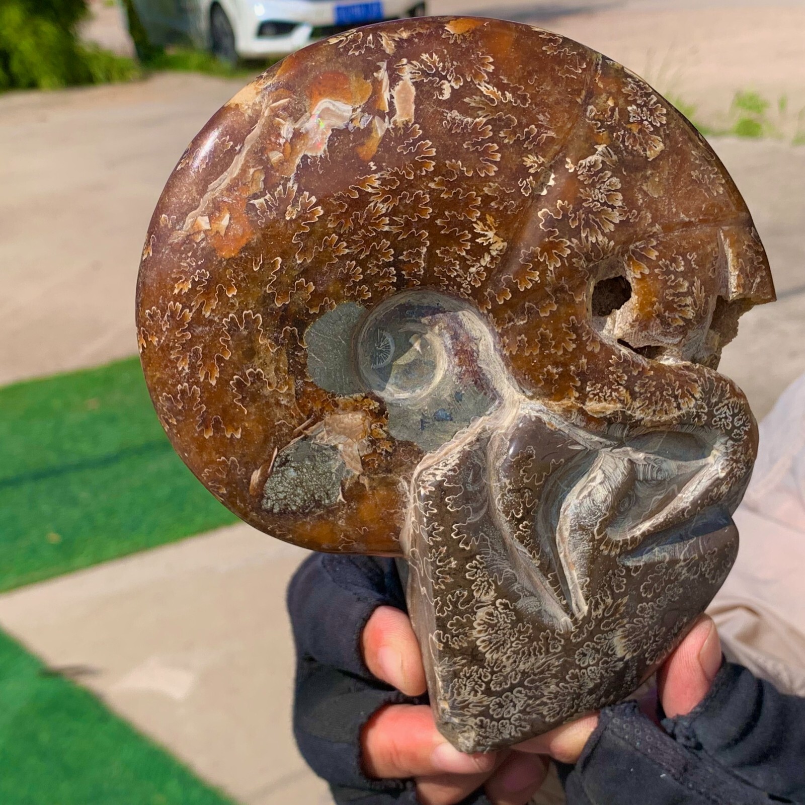 1.98LB Rare Natural Tentacle Ammonite Specimen Shell Healing Madagascar