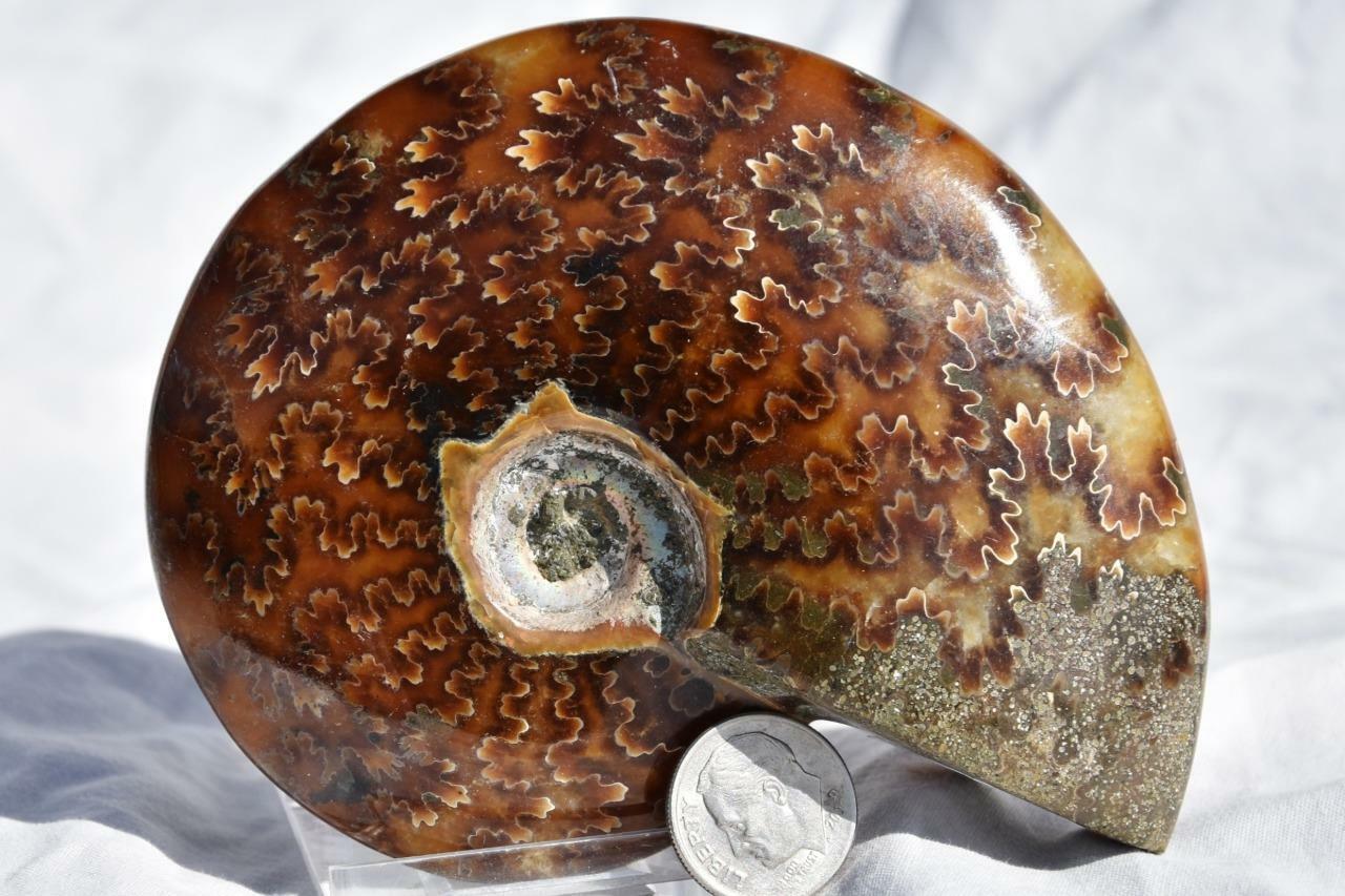 2907 WHOLE Ammonite Great Suture Pattern 110 myo Dino age Fossil 100mm LRG 4.0\