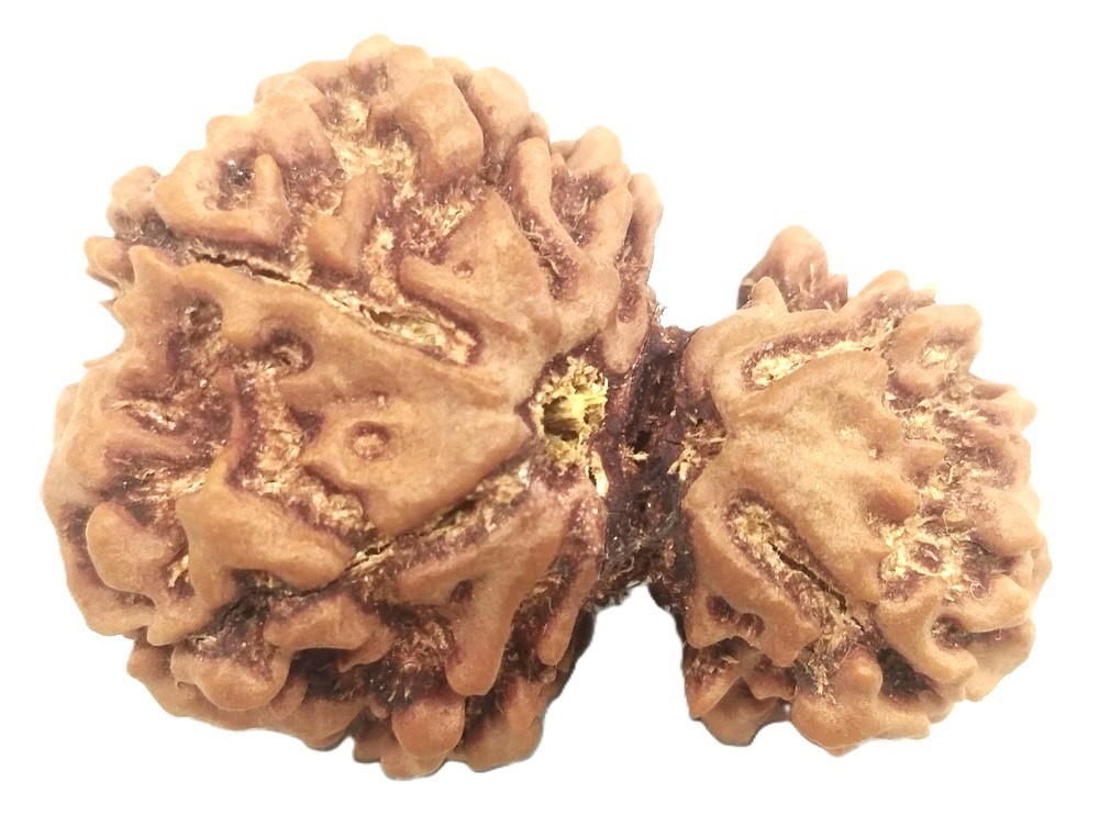 Rare Gauri Shankar Rudraksha - 7 Mukhi - Nepal Bead - IGL Certified