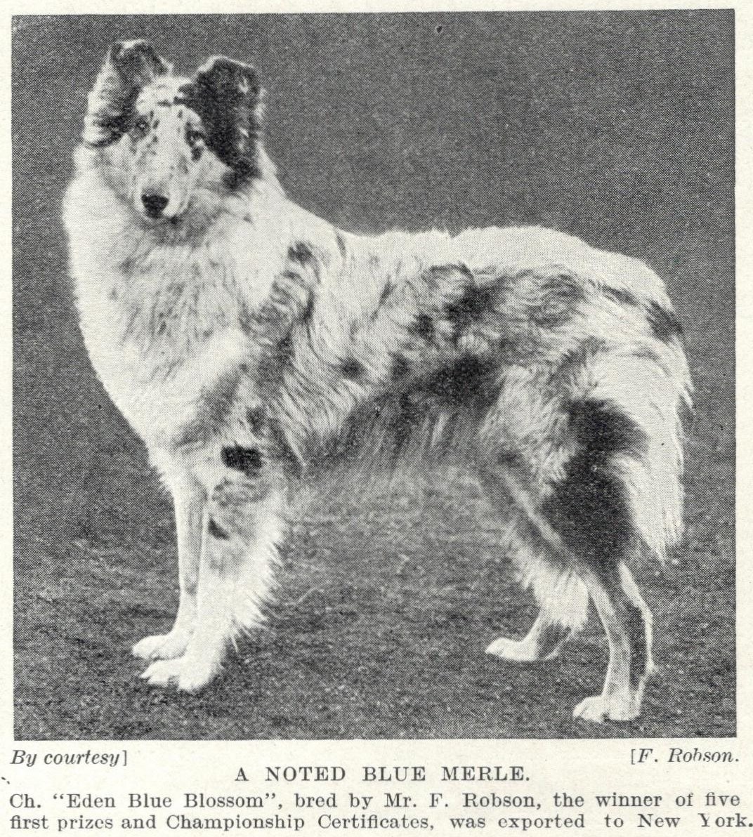 Rough Collie \ Rough Collie \