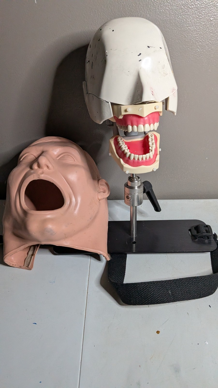 VTG Columbia Dentoform Dental Phantom Head Display W/ Stand - Metal Shroud (#14)