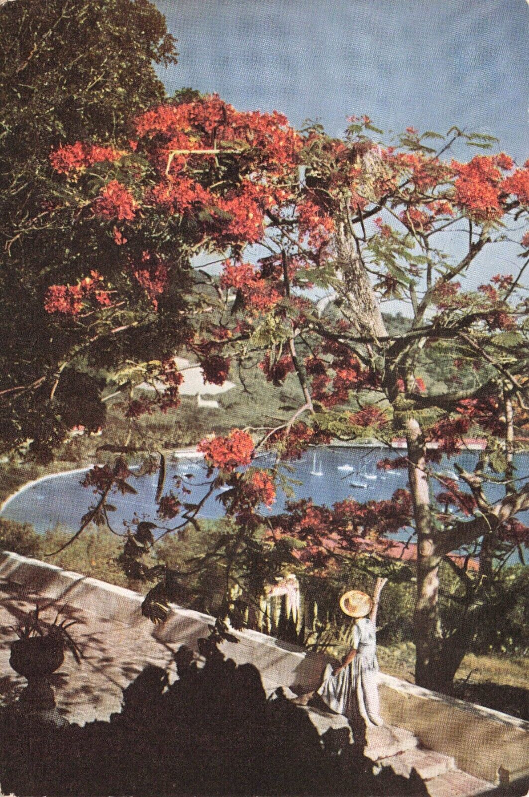 Postcard Virgin Island St. Thomas Yacht Basin USVI Caribbean Flowering Tree