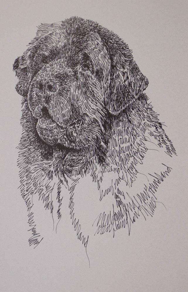 Newfoundland Dog Art Lithograph #71 Kline will draw your dogs name free. NEWFIE