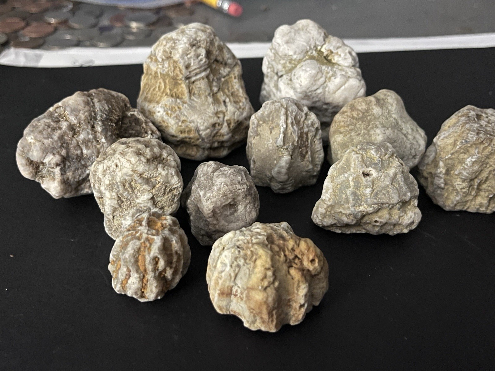 Fossilized, Indiana Geode Calcyx Agates/Cephalopod/Misc. Lot with varying sizes.