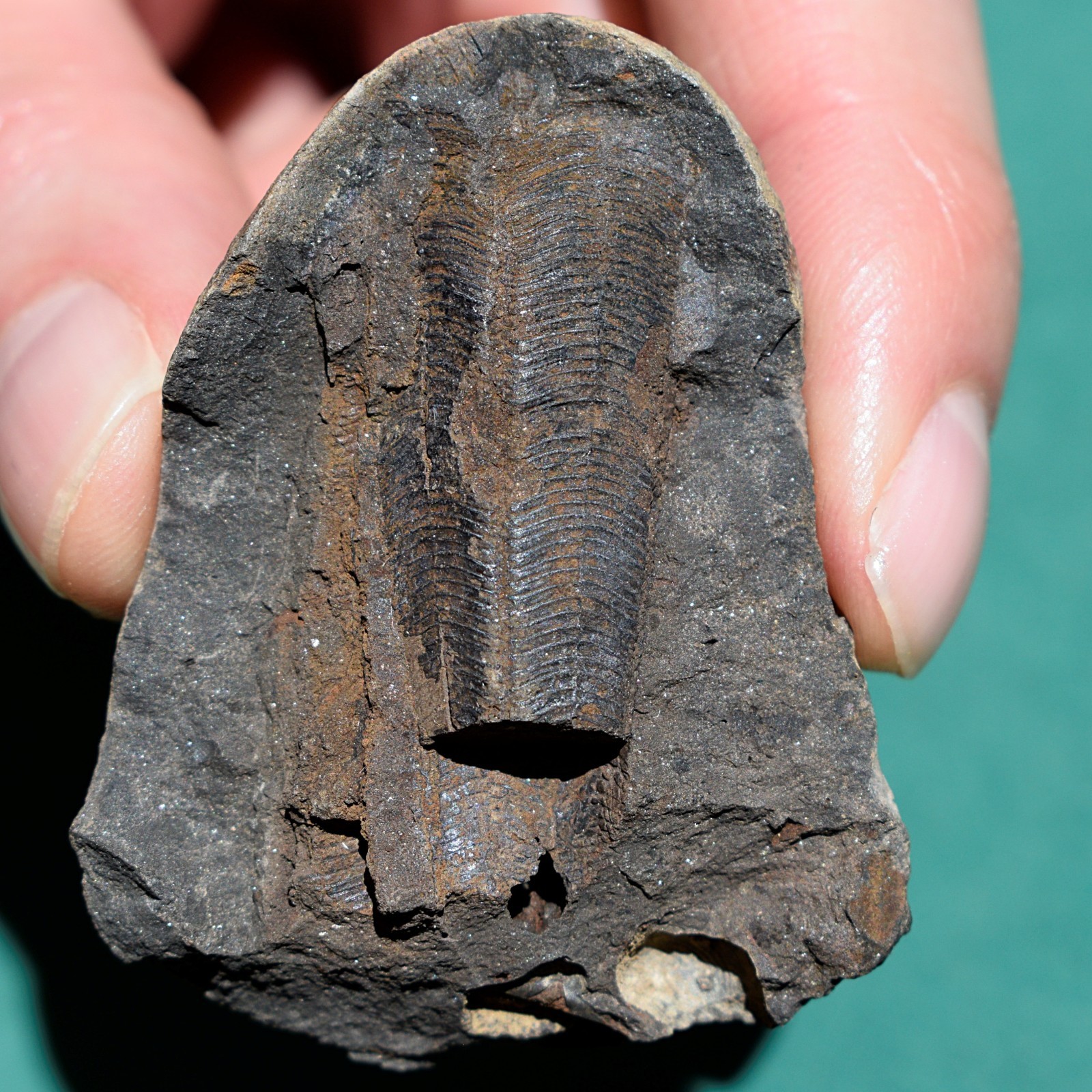 Two conulariid fossils preserved in same nodule concretion from Bolivia devonian