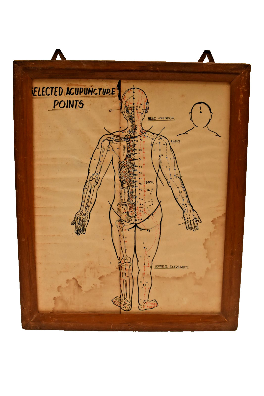 Antique Hand Painted Acupuncture Chart Human Anatomy Medical Art India 1940s Old